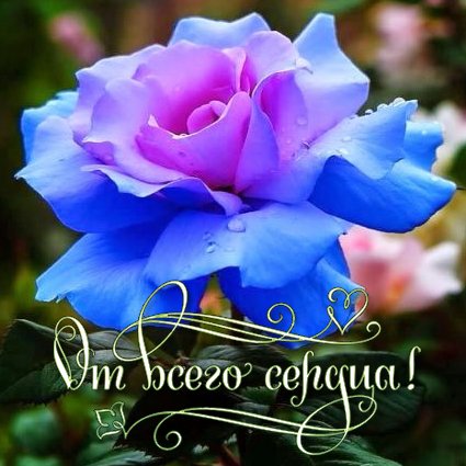 Postcard free flowers gifs are beautiful, blue flowers, flowers