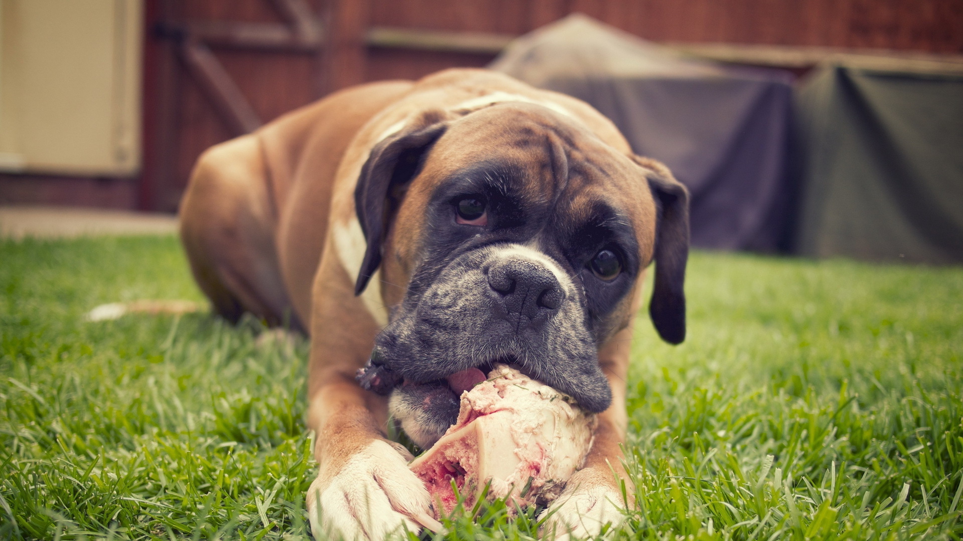 Wallpapers boxer dog animals on the desktop