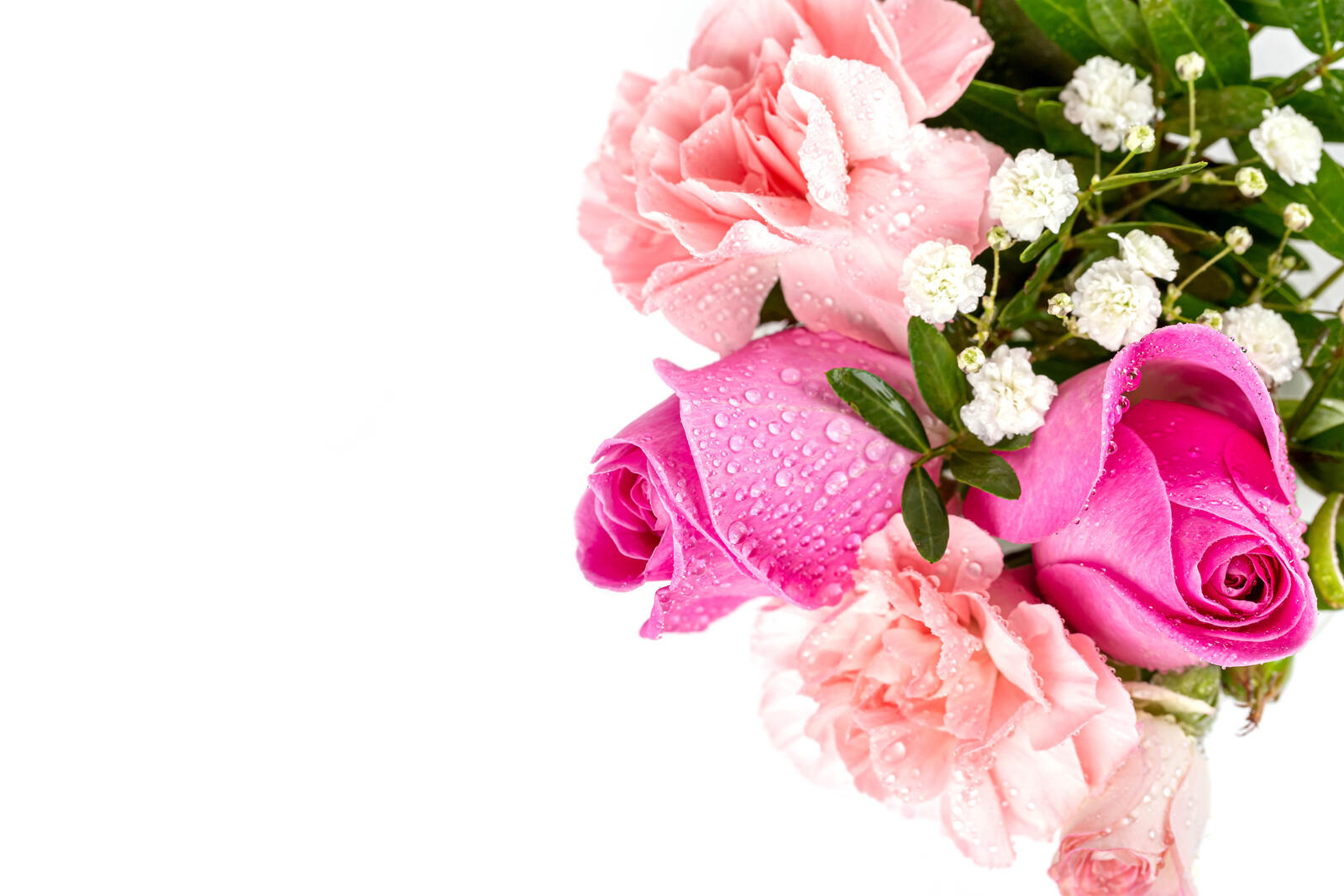 Wallpapers flowers rose pink color on the desktop