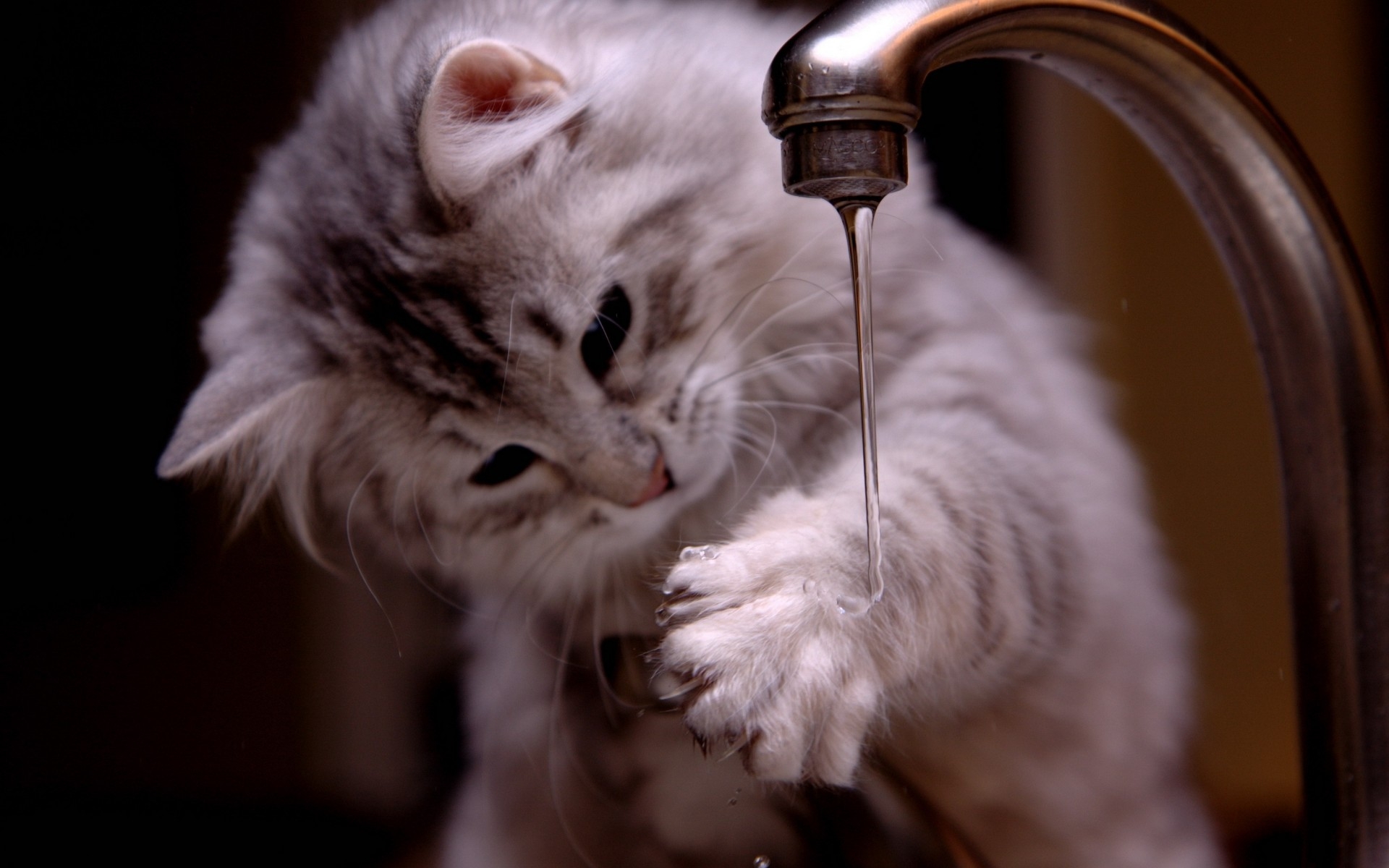 Фото бесплатно котенок, вода, лапы