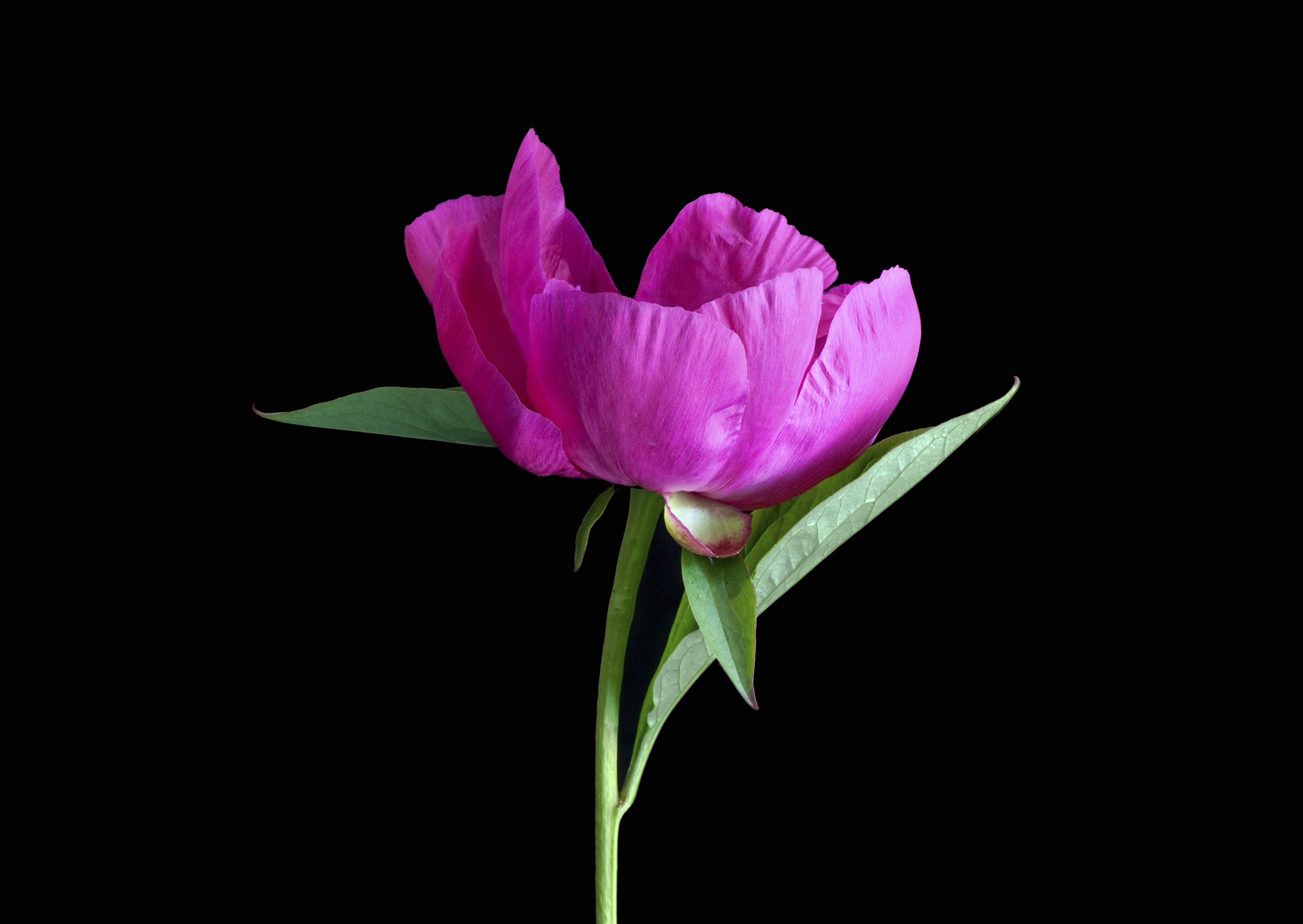 Photo free floral, natural, view lotus