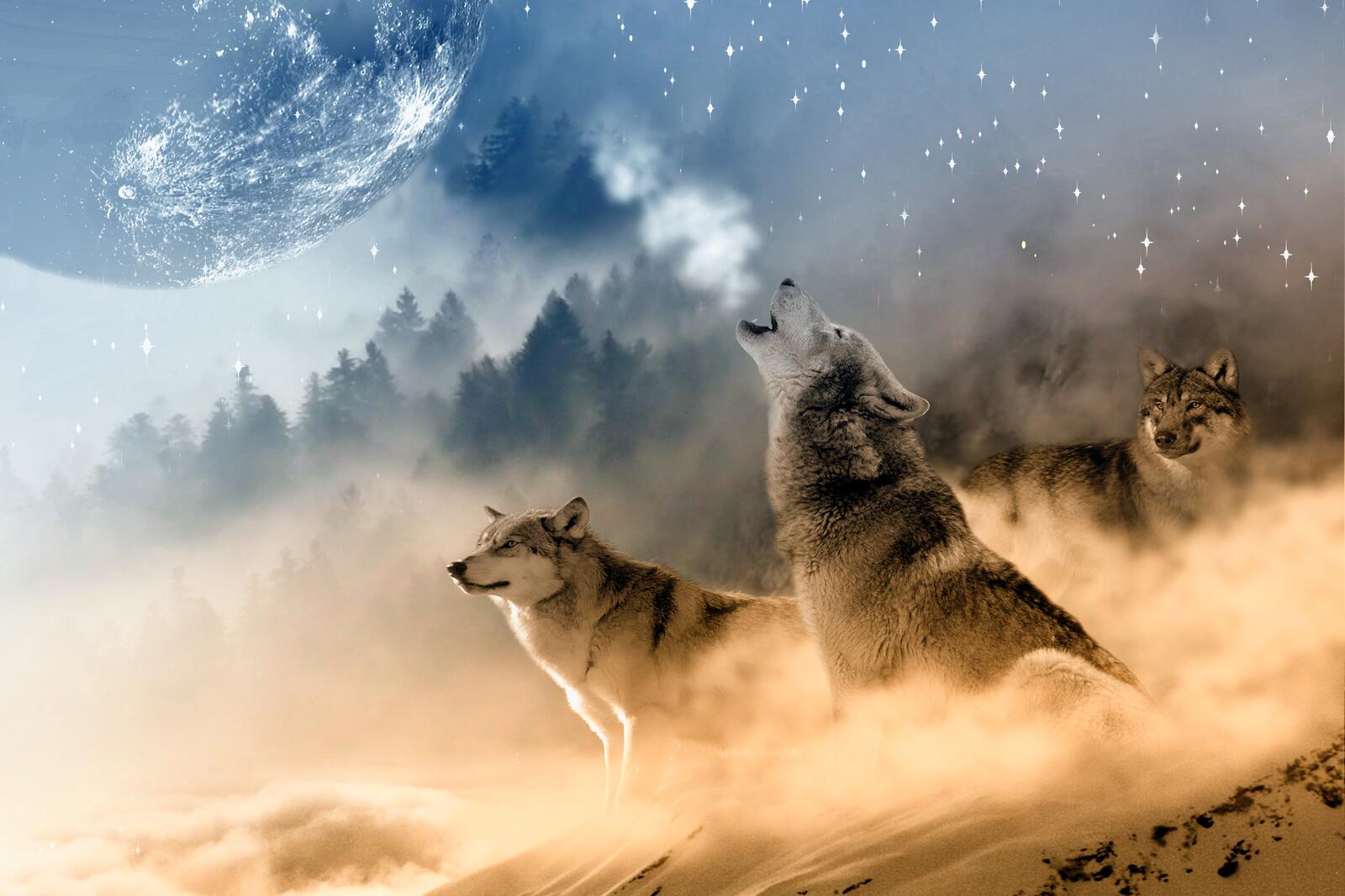 Wallpapers wolves howl moon on the desktop