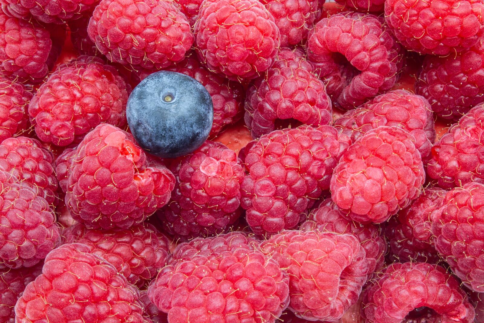 Wallpapers wallpaper raspberries close blueberry on the desktop