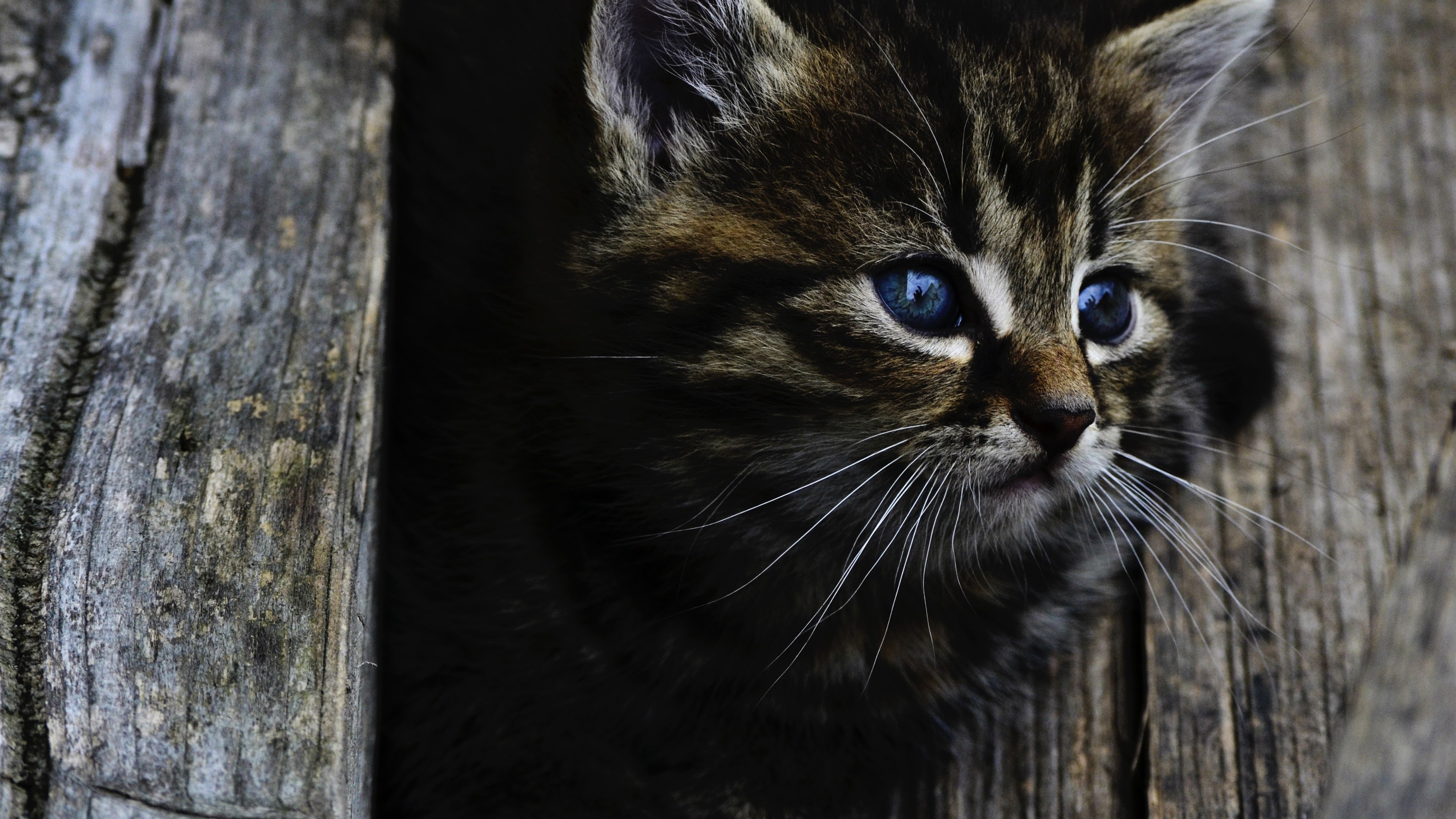 Фото бесплатно котенок, милая, древесина