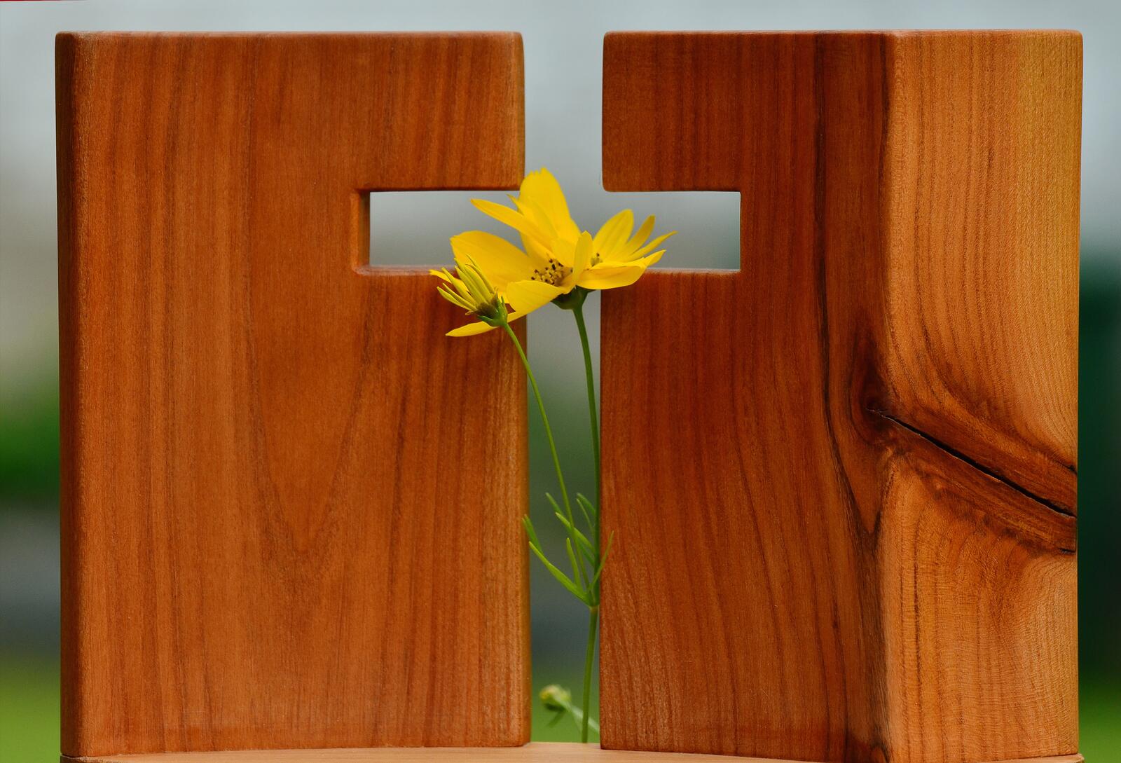 Обои древесина цветок желтый цветок на рабочий стол