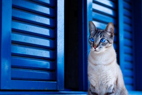Голубоглазый сиамский кот