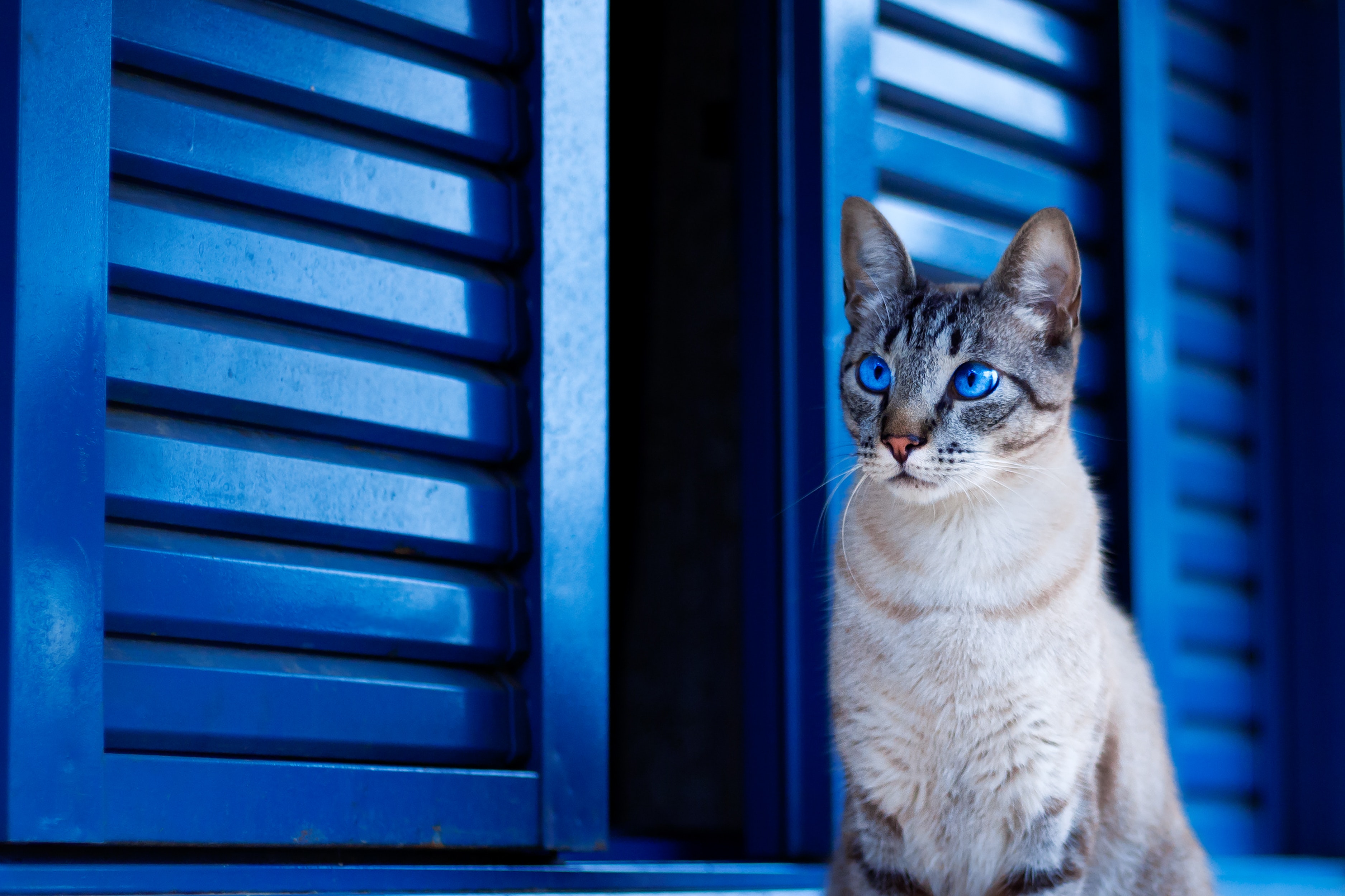 Бесплатное фото Голубоглазый сиамский кот