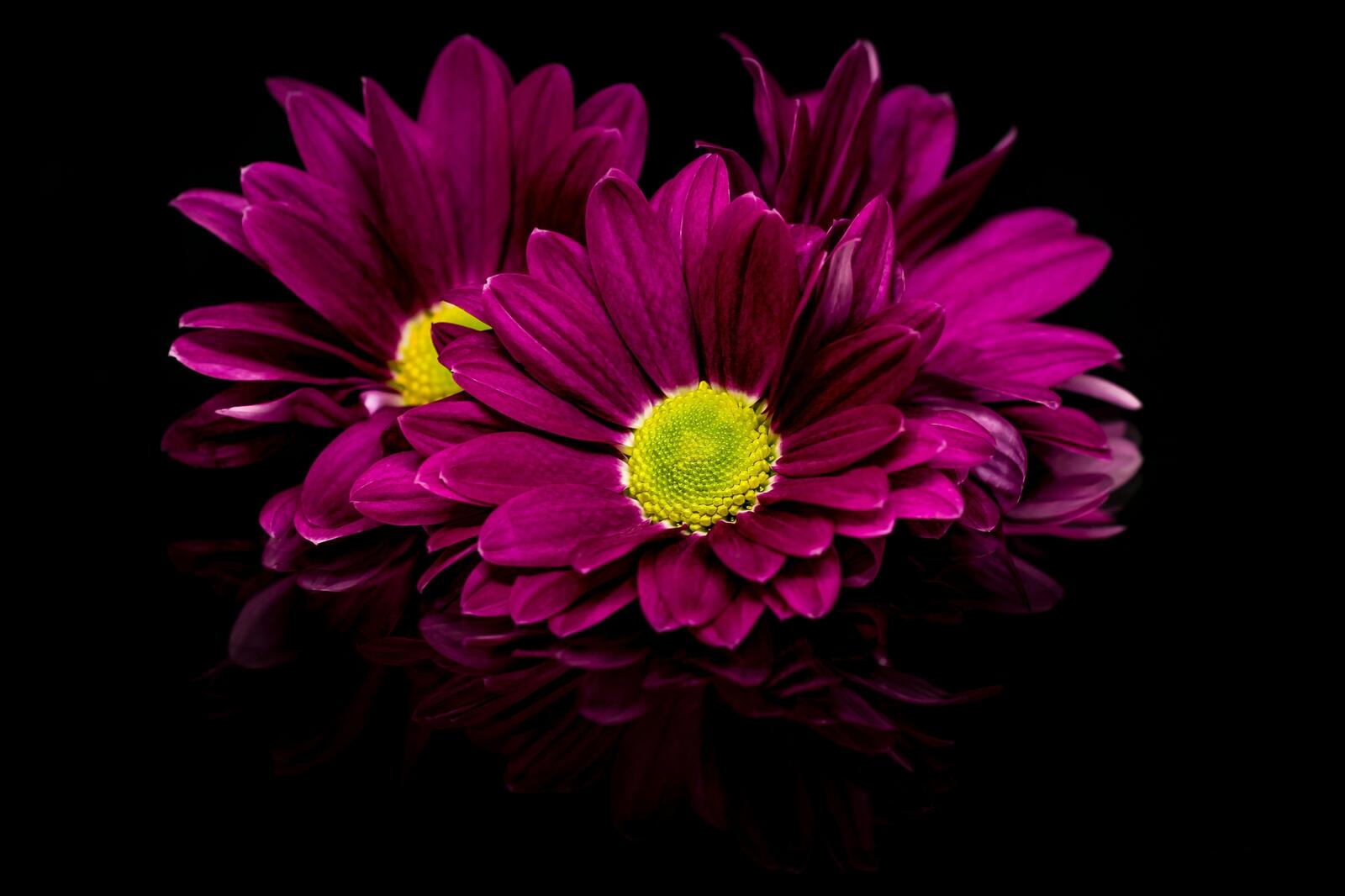 Обои флора георгины цветочная композиция на рабочий стол