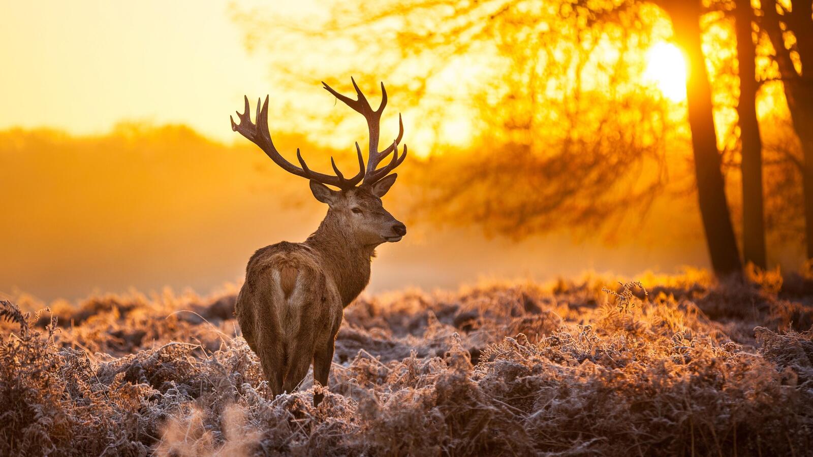 Wallpapers white-tailed deer autumn morning on the desktop