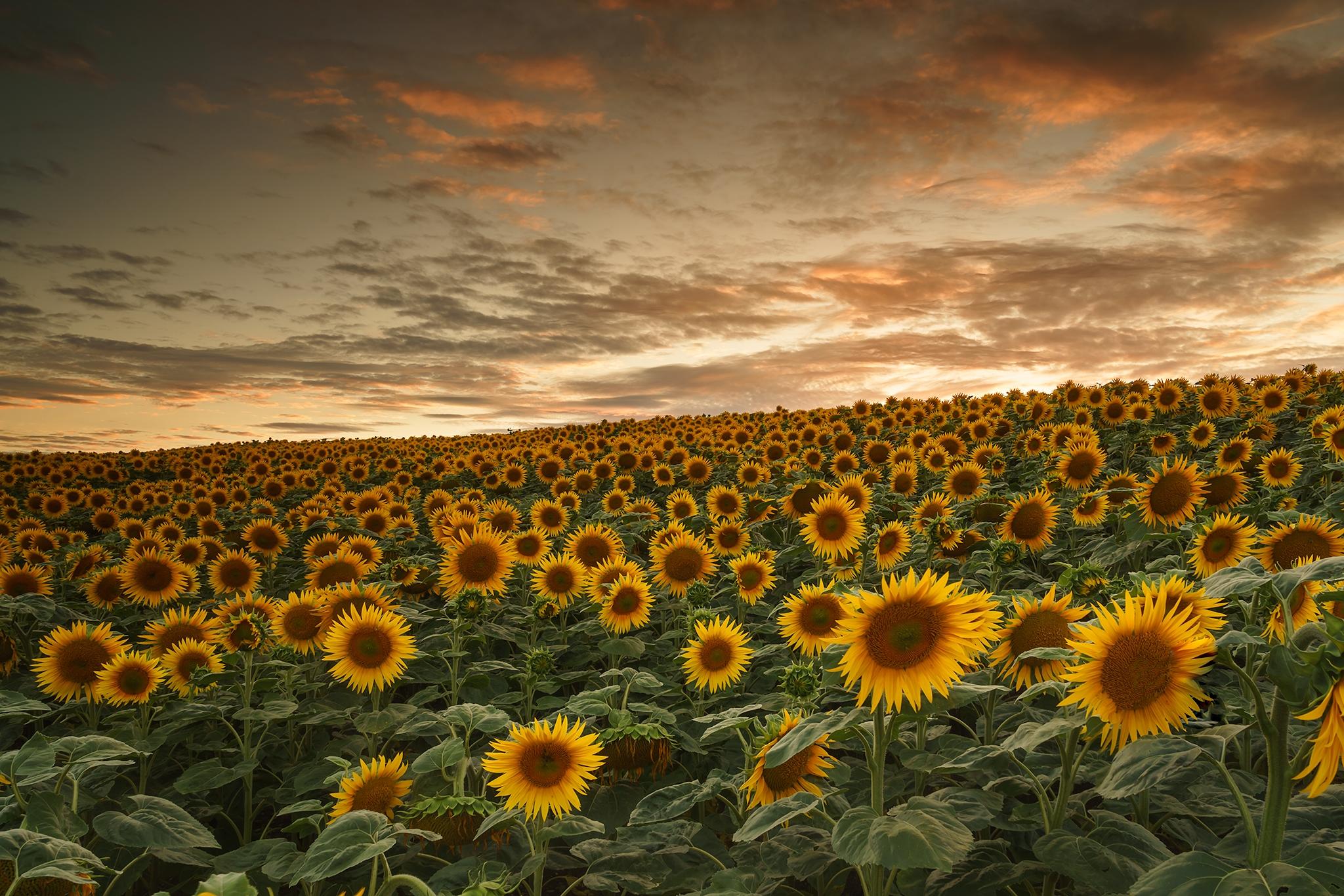 подсолнухи поле закат sunflowers field sunset скачать