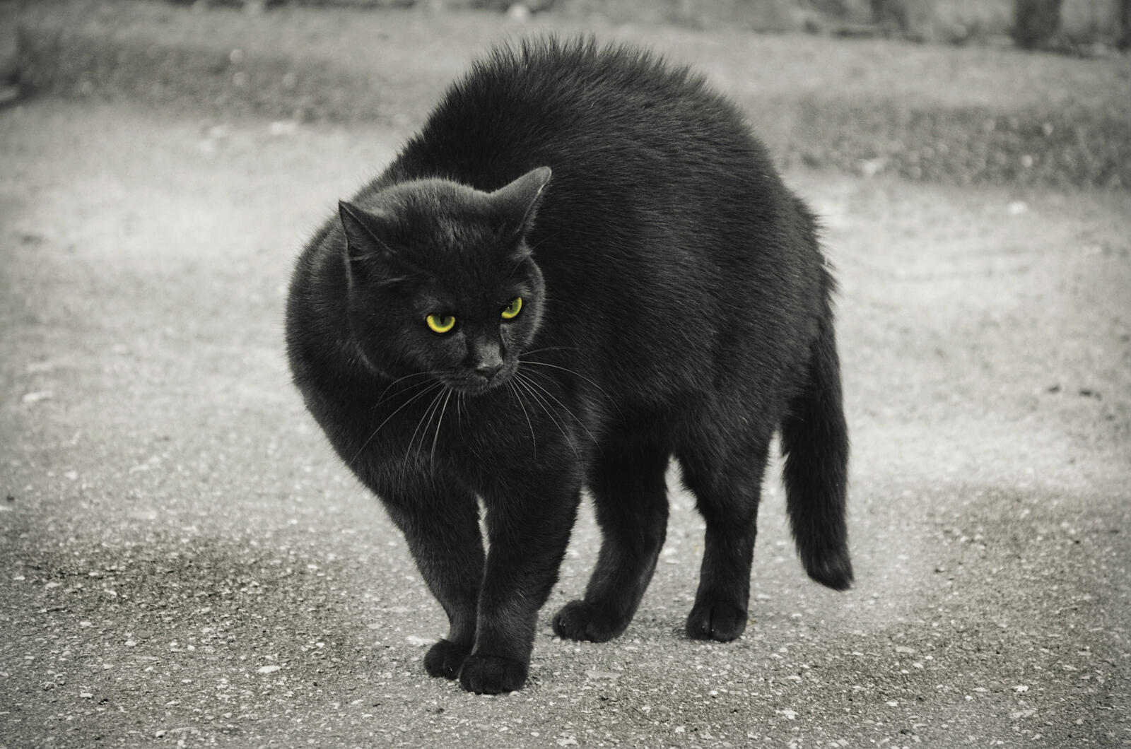 Бесплатное фото Жил да был за углом черный кот...