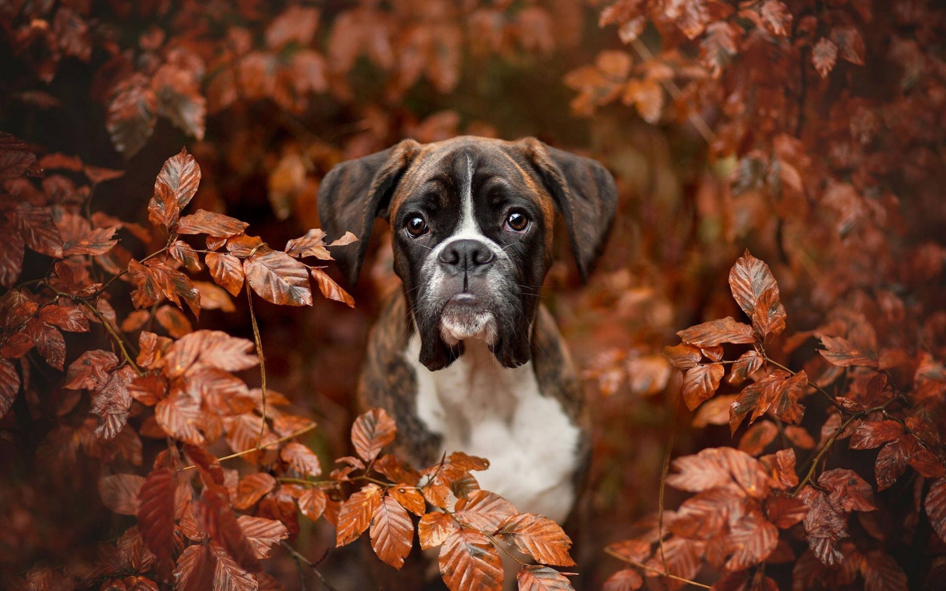 Wallpapers dogs autumn leaves on the desktop