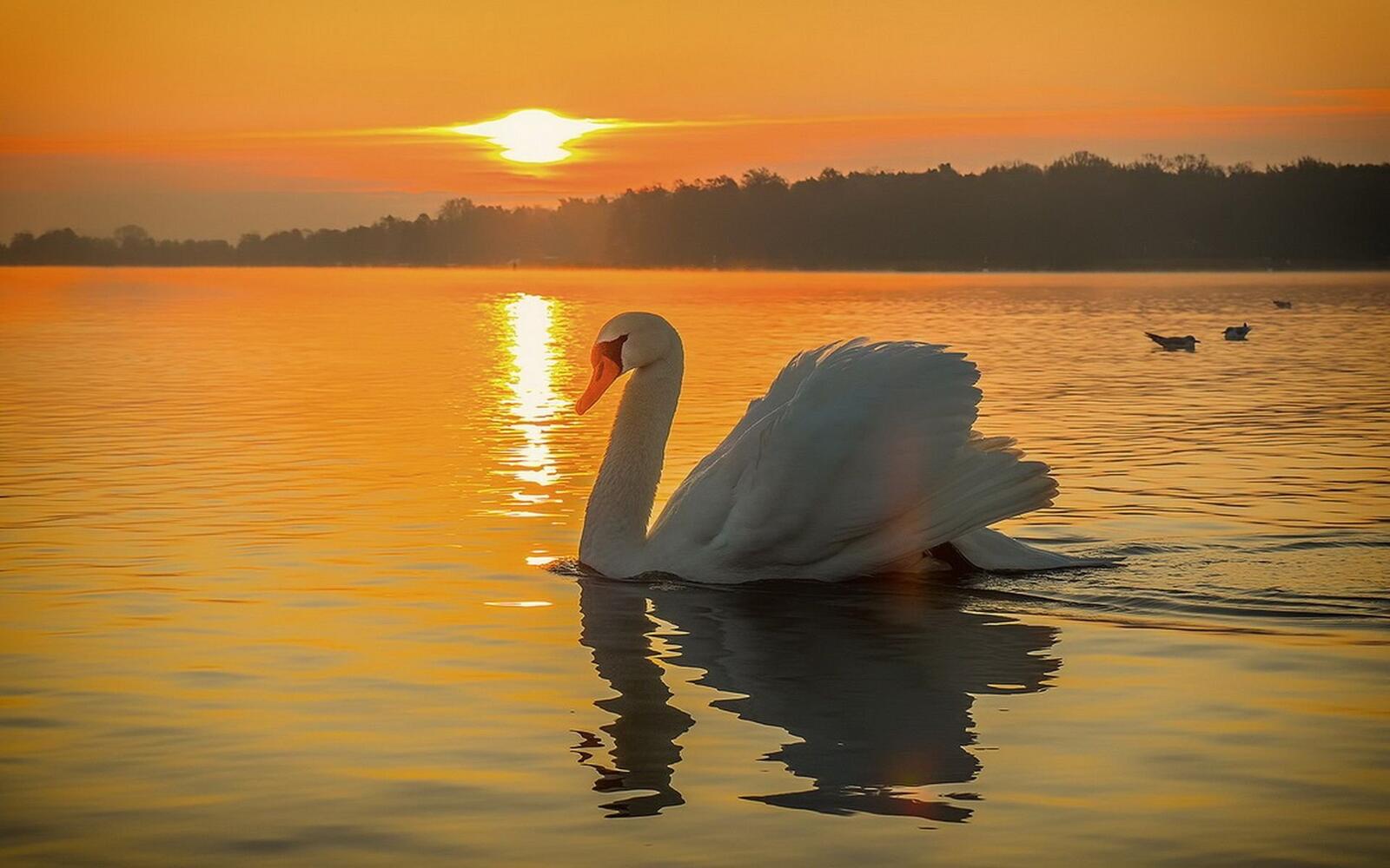 Wallpapers evening sunset white swan on the desktop