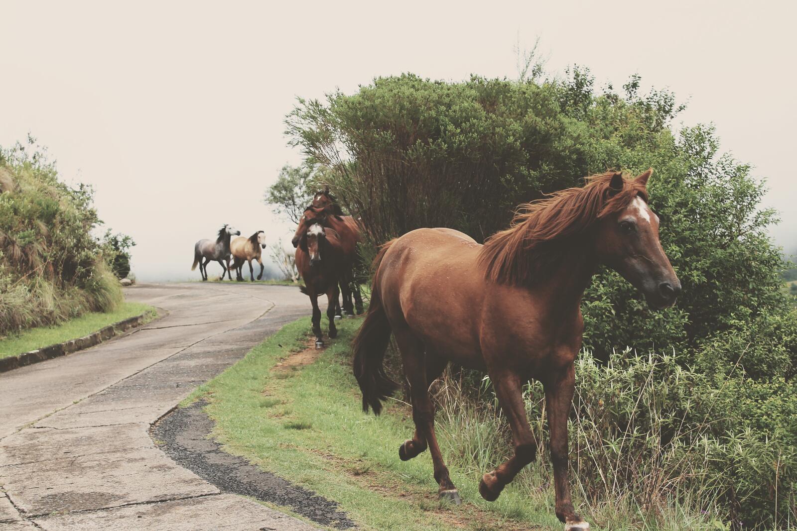 Обои обои лошади бежит дорога на рабочий стол
