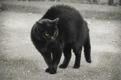Жил да был за углом черный кот...
