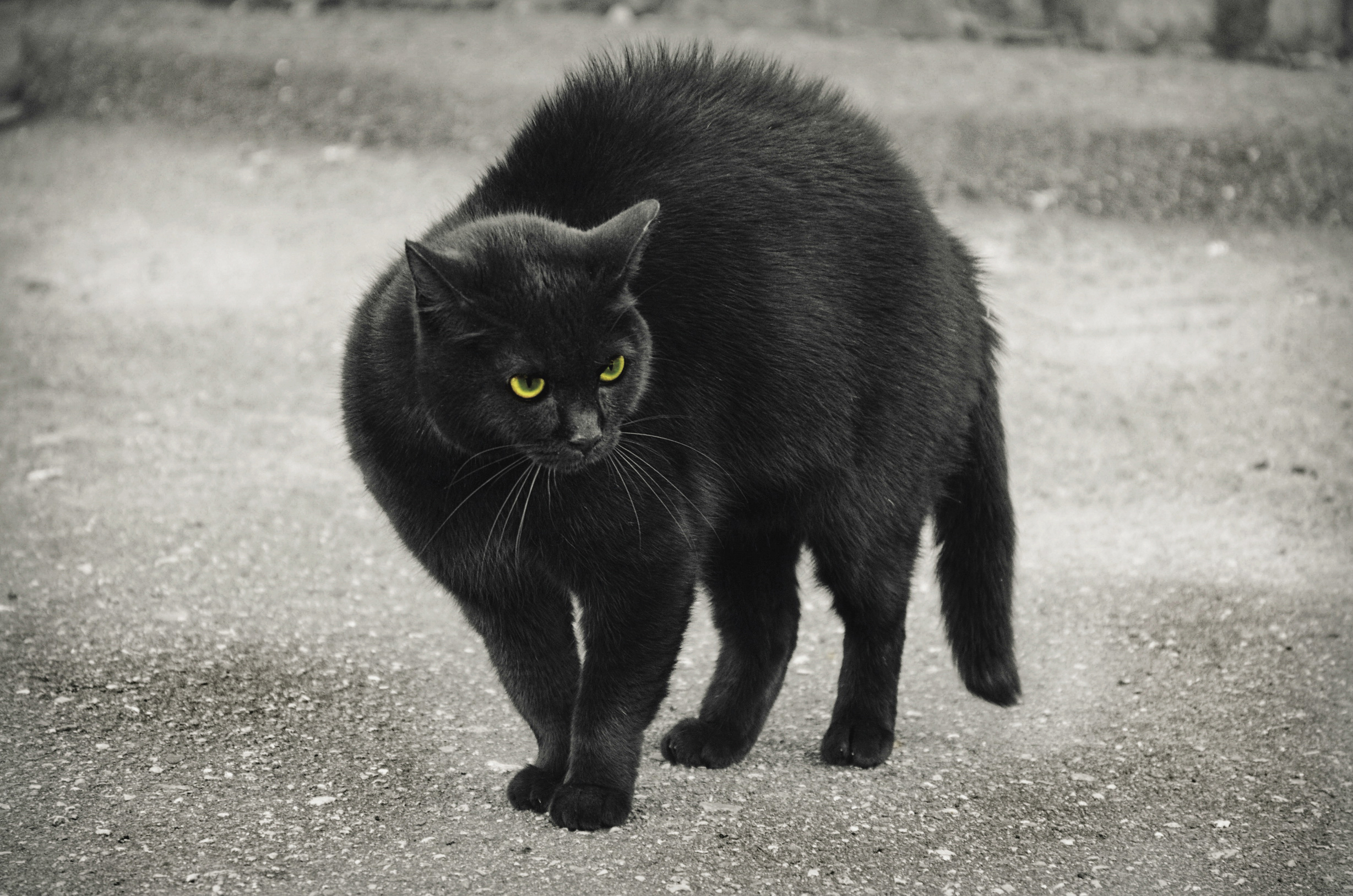 Photo free cat, street, black