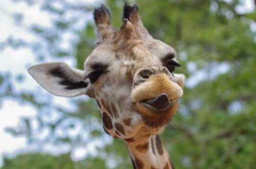 The giraffe shows his tongue