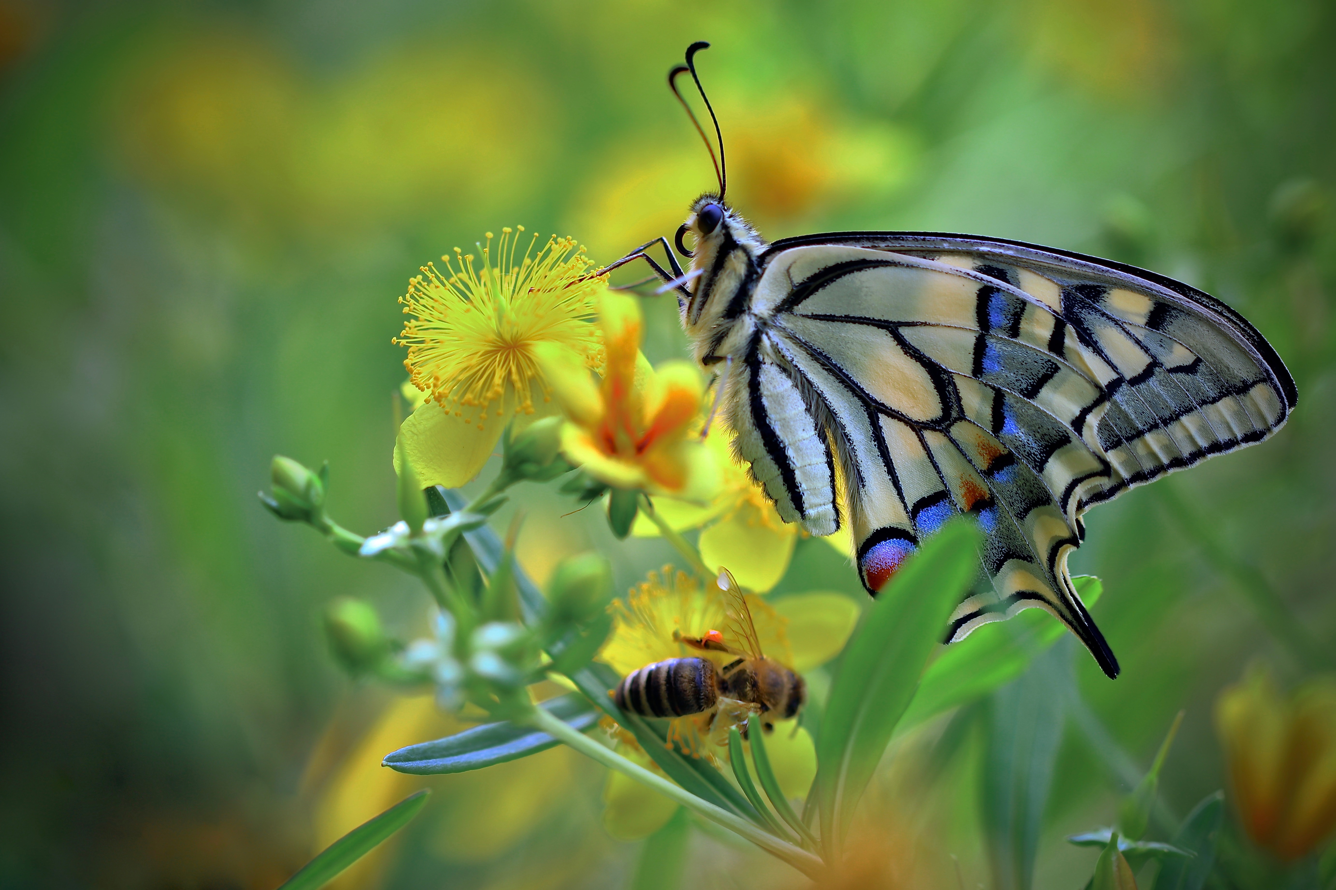 Wallpapers insects butterfly closeup on the desktop