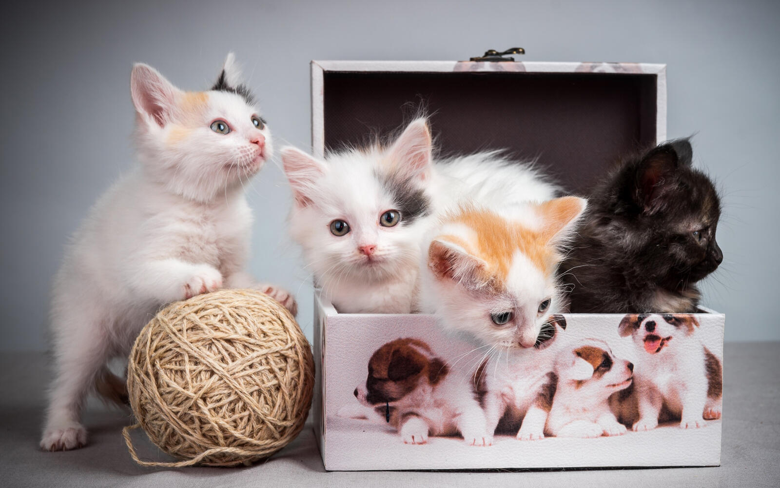 Wallpapers kittens box cat on the desktop