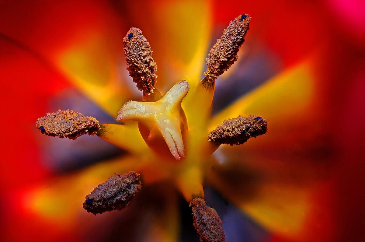 The stamen of a flower with pollen.