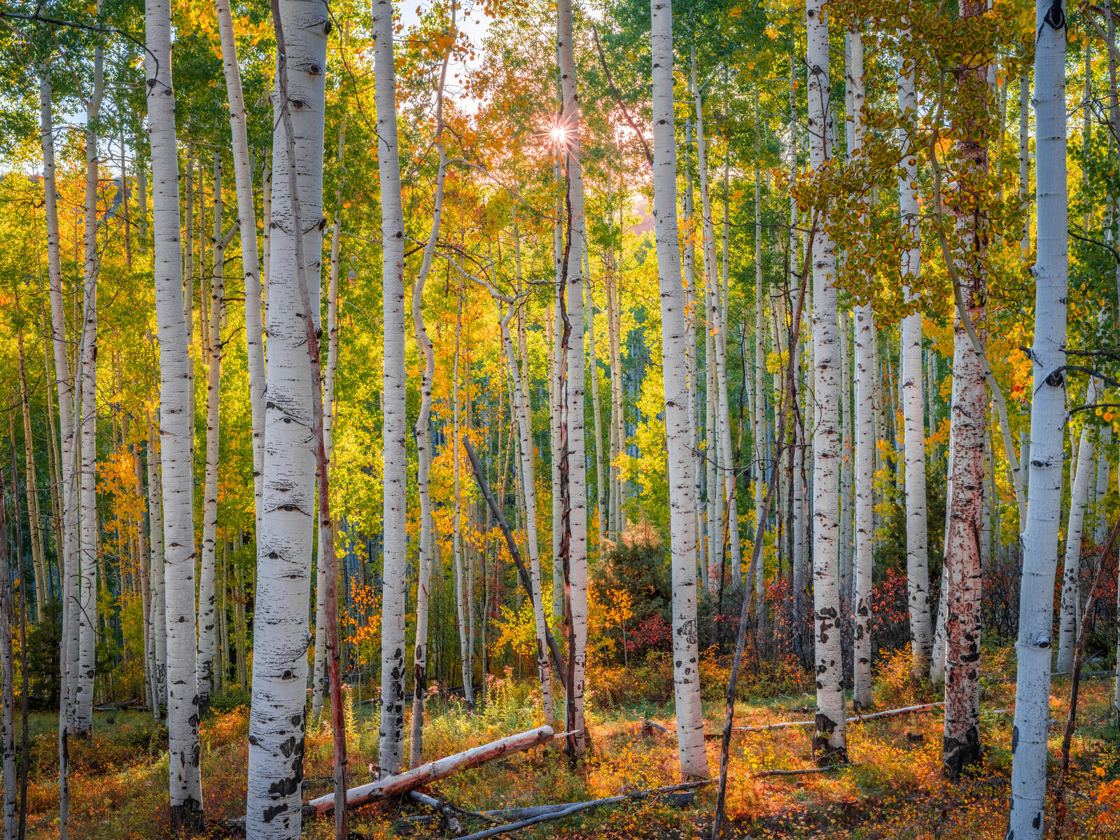 Wallpapers nature USA birches on the desktop