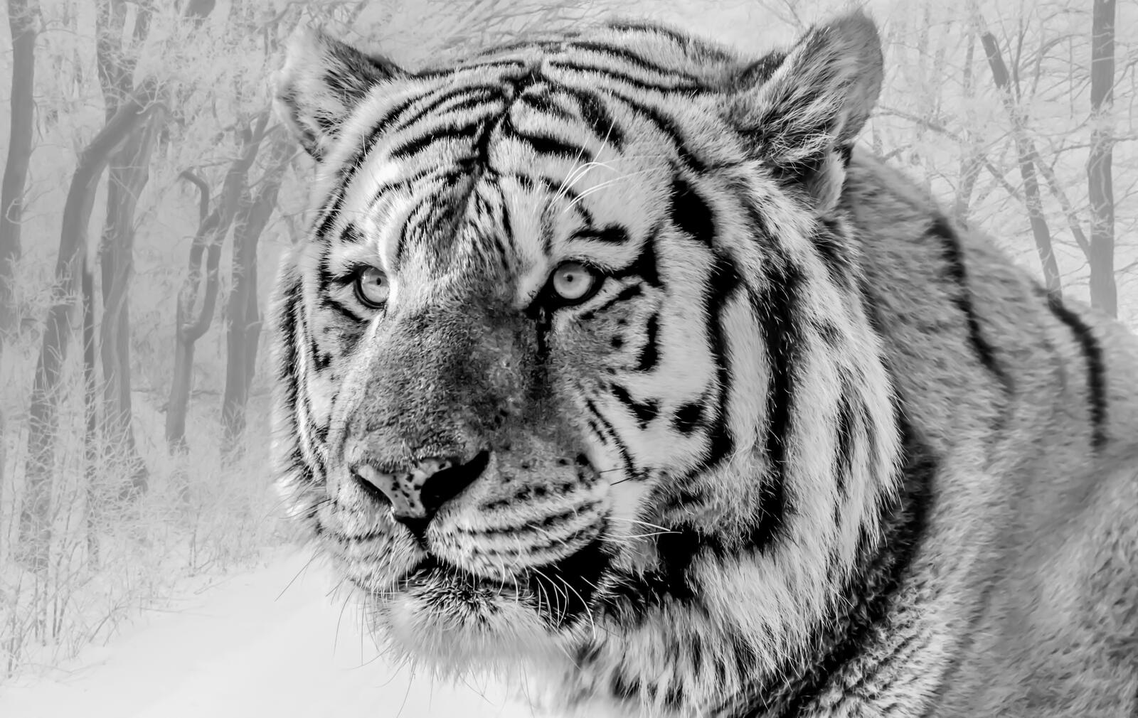 Wallpapers wallpaper white tiger majestic predator on the desktop