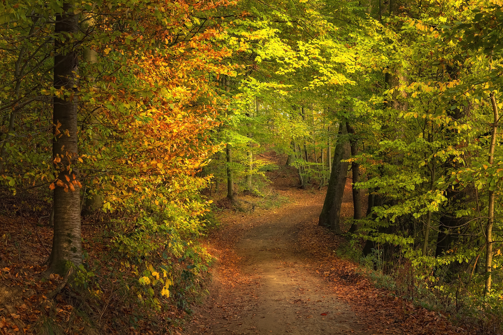 Фото бесплатно пейзажи, осень, осенние листья