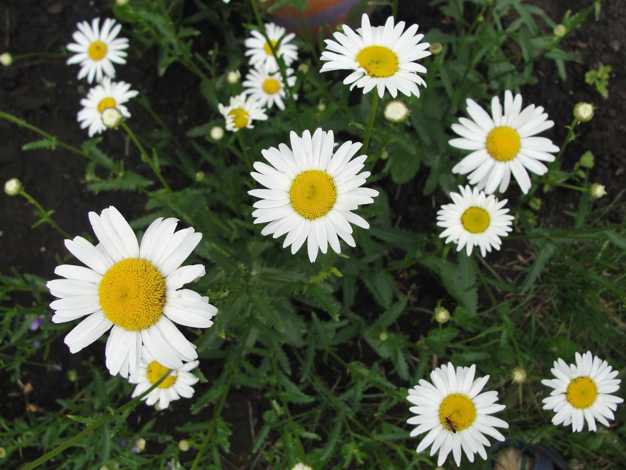 Wallpapers chamomile flowers herbs on the desktop