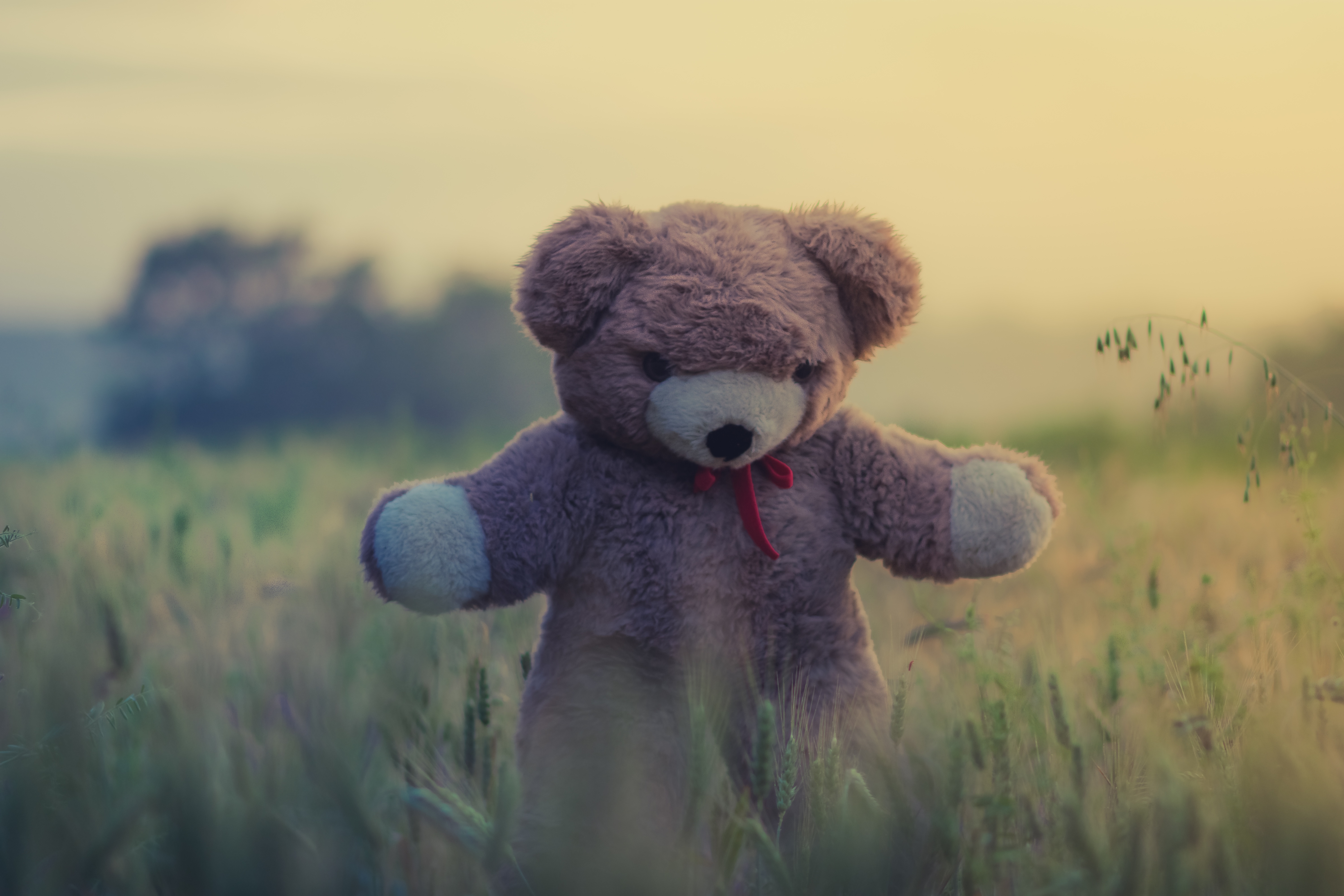 Photo free Teddy, grass, teddy bear