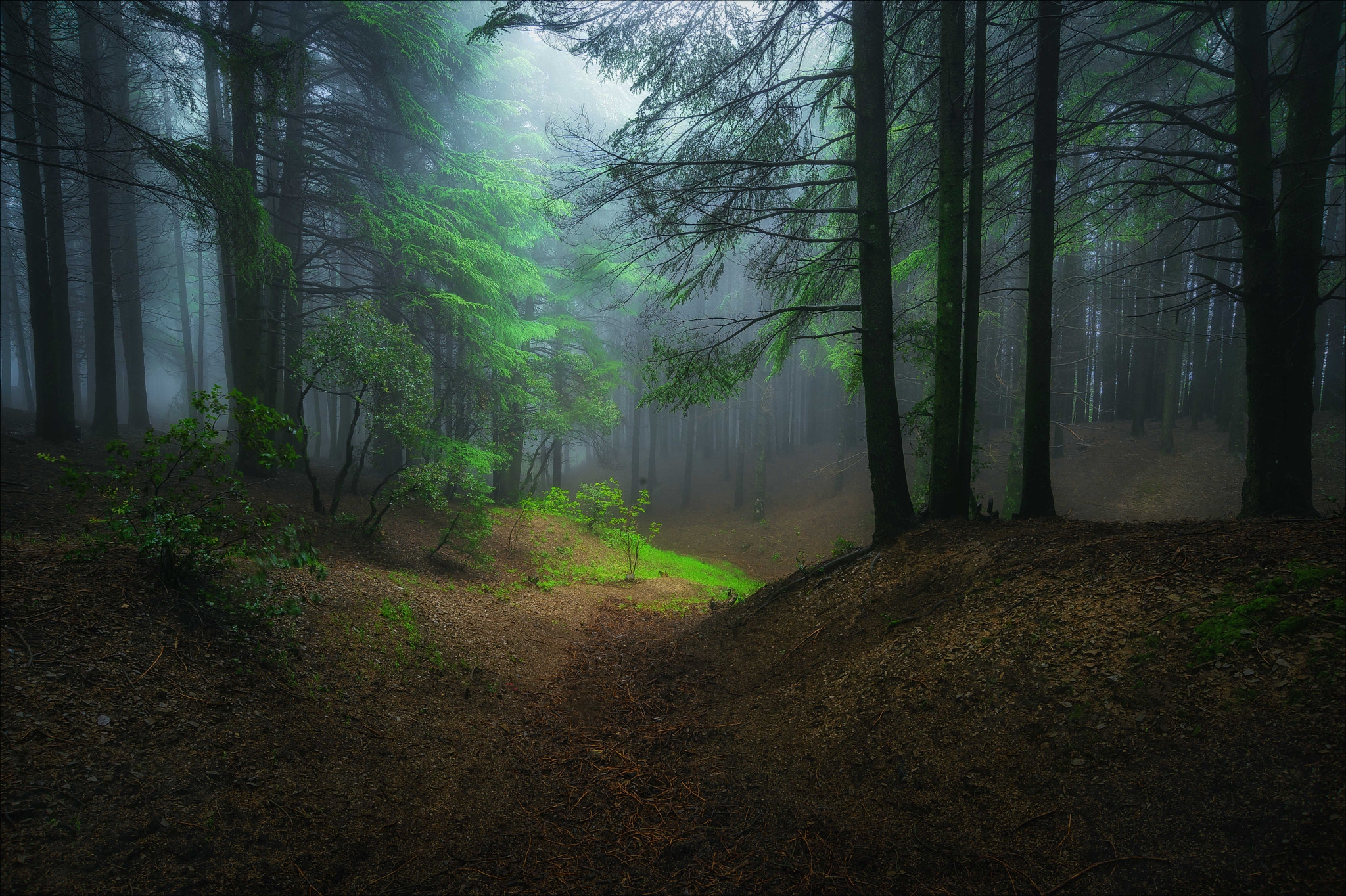 Бесплатное фото Скачать лес, деревья, туман с фото сайта fonwall