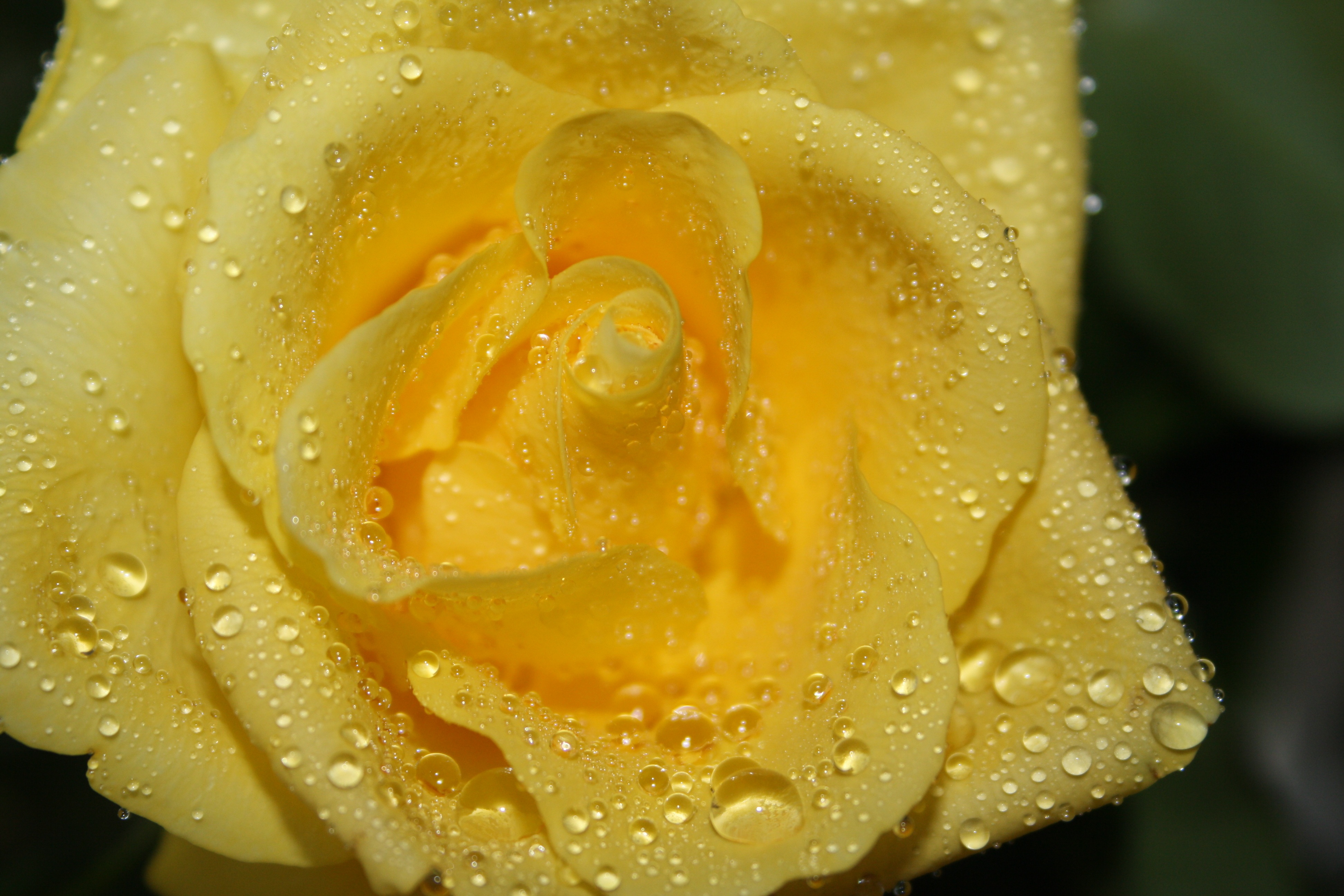 Фото бесплатно роса, роза, фотографии