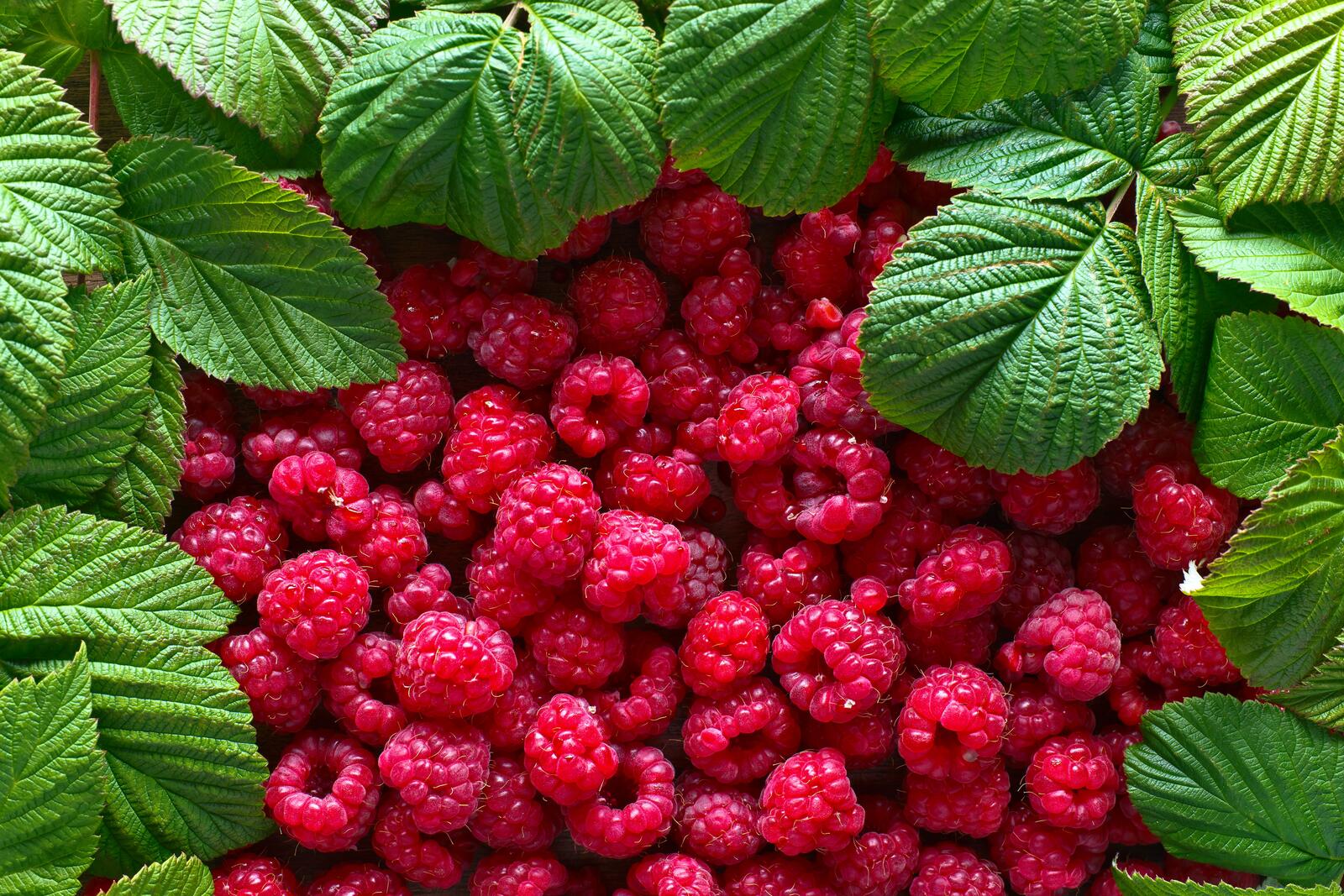 Wallpapers raspberries fruits berries on the desktop
