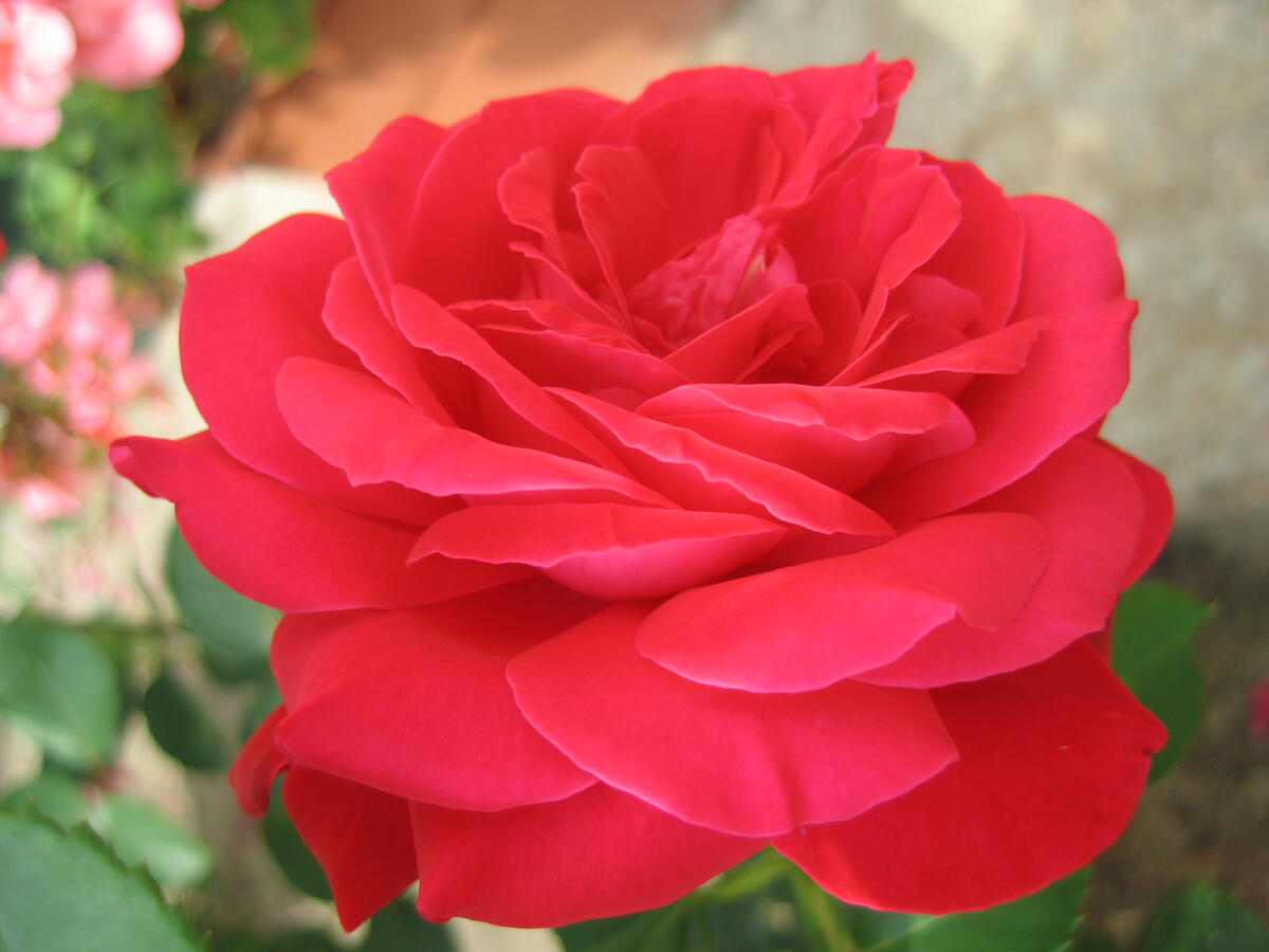 A rose flower up close