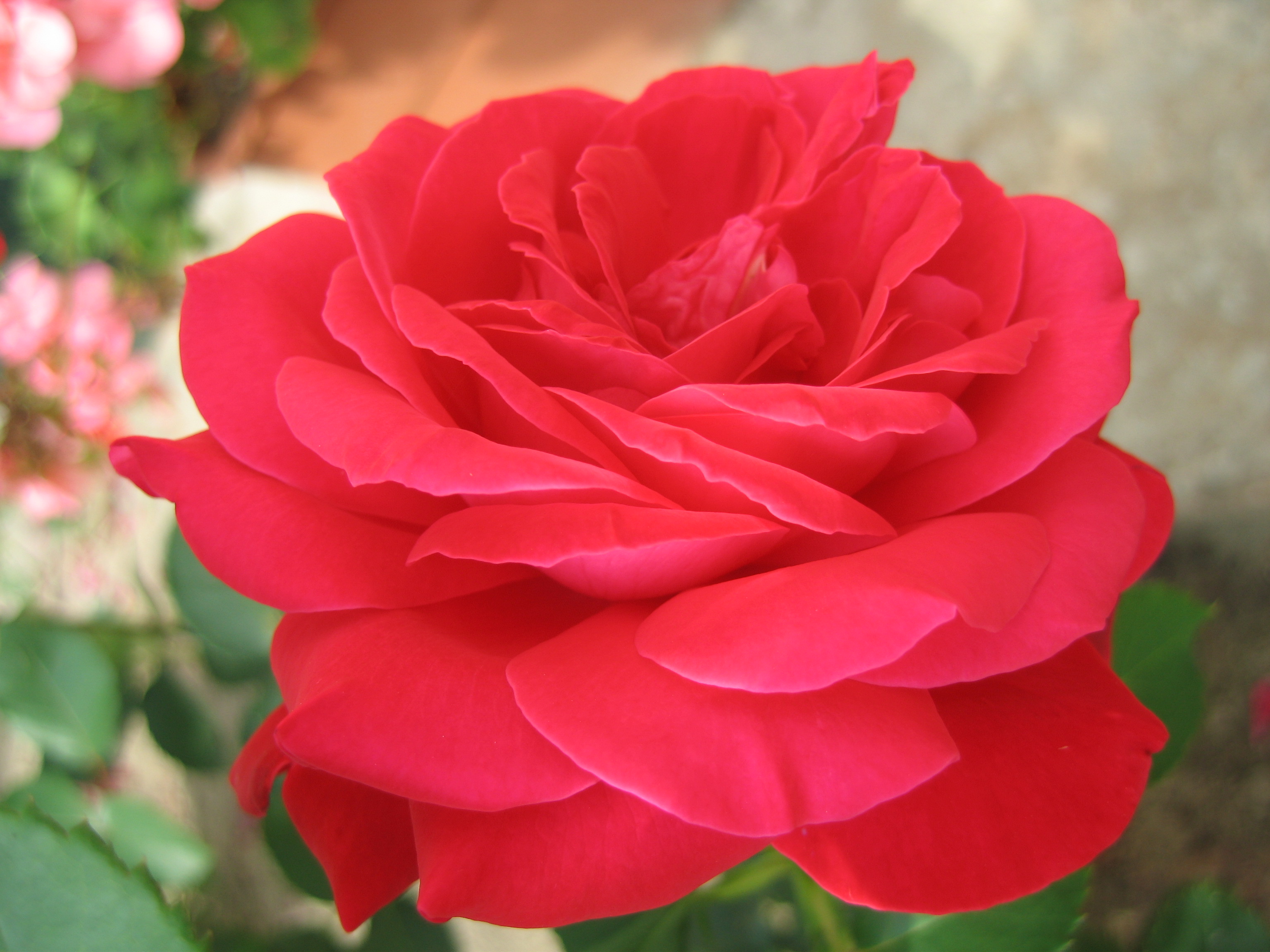 Бесплатное фото Цветок розы вблизи