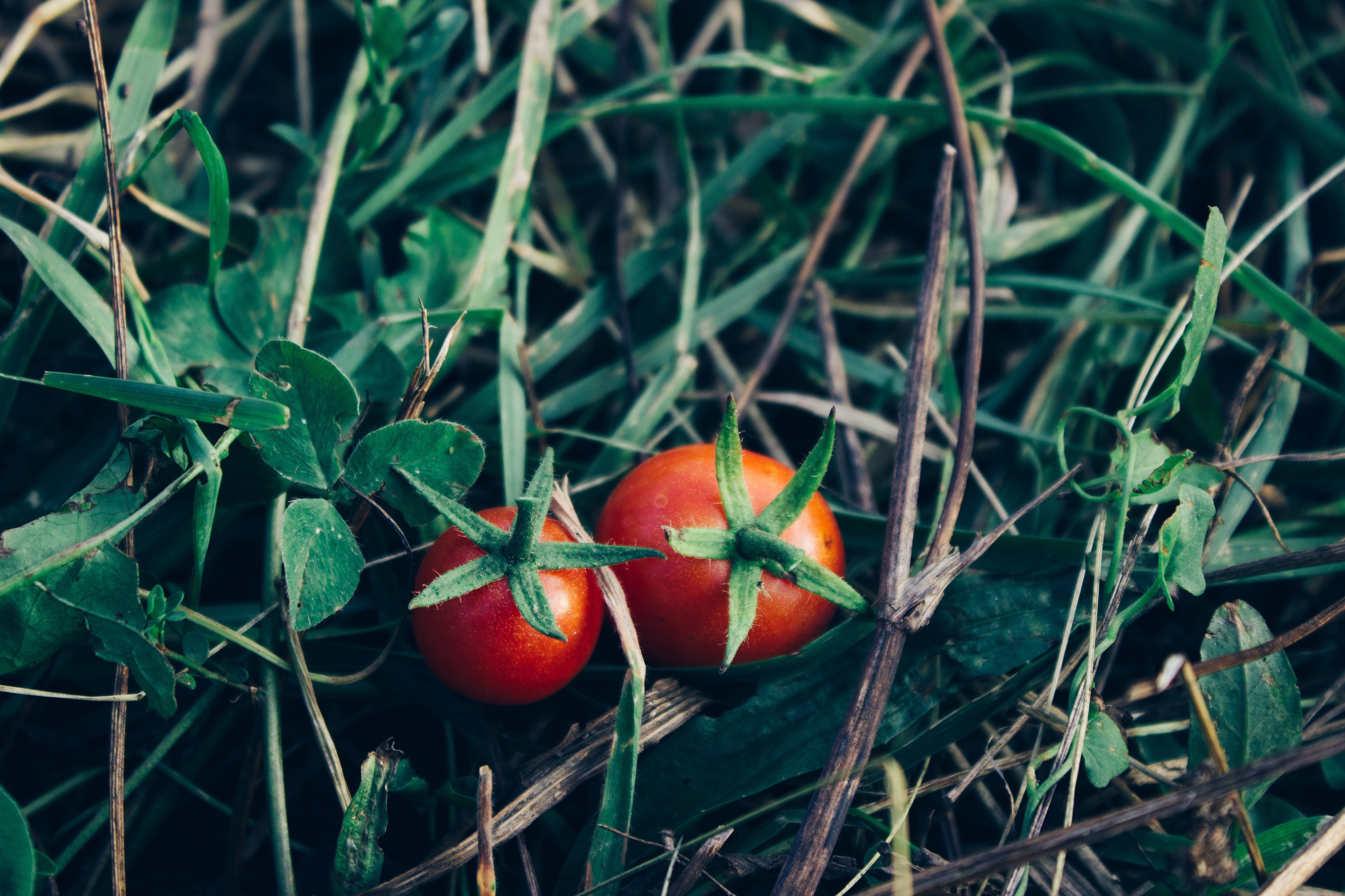 Фото бесплатно веточка, листья, помидоры на обоях