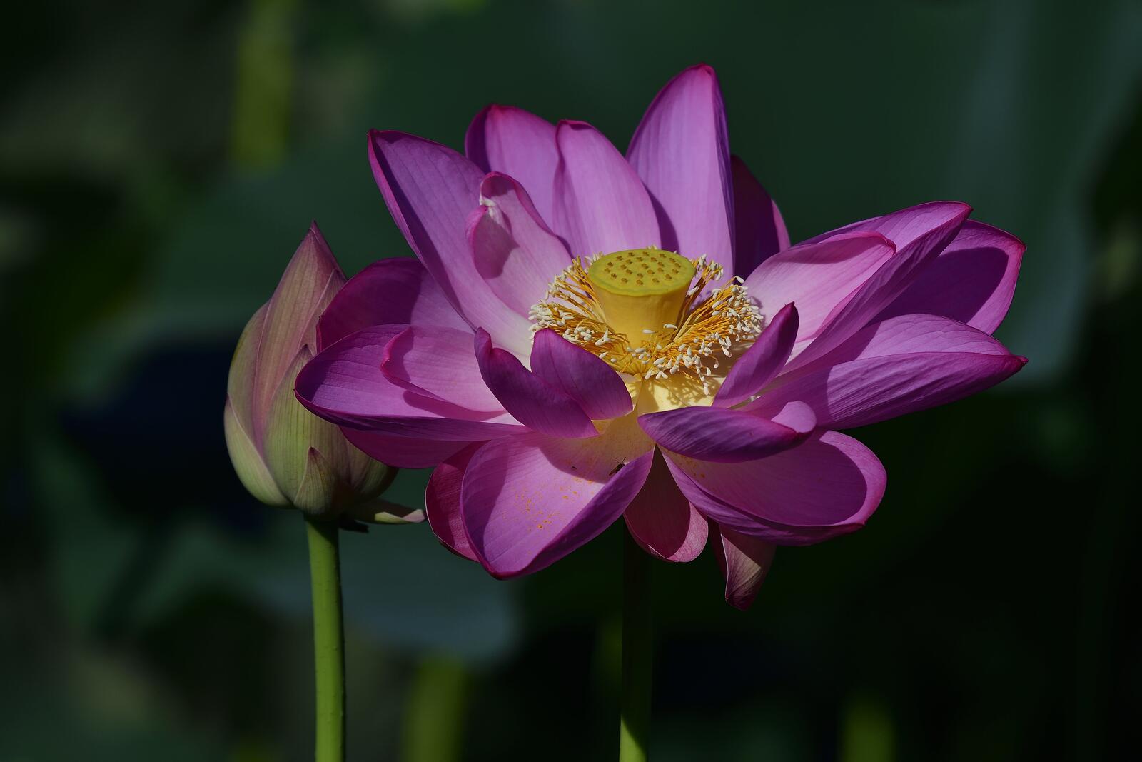 Обои Lotus розовый цветок лотос на рабочий стол