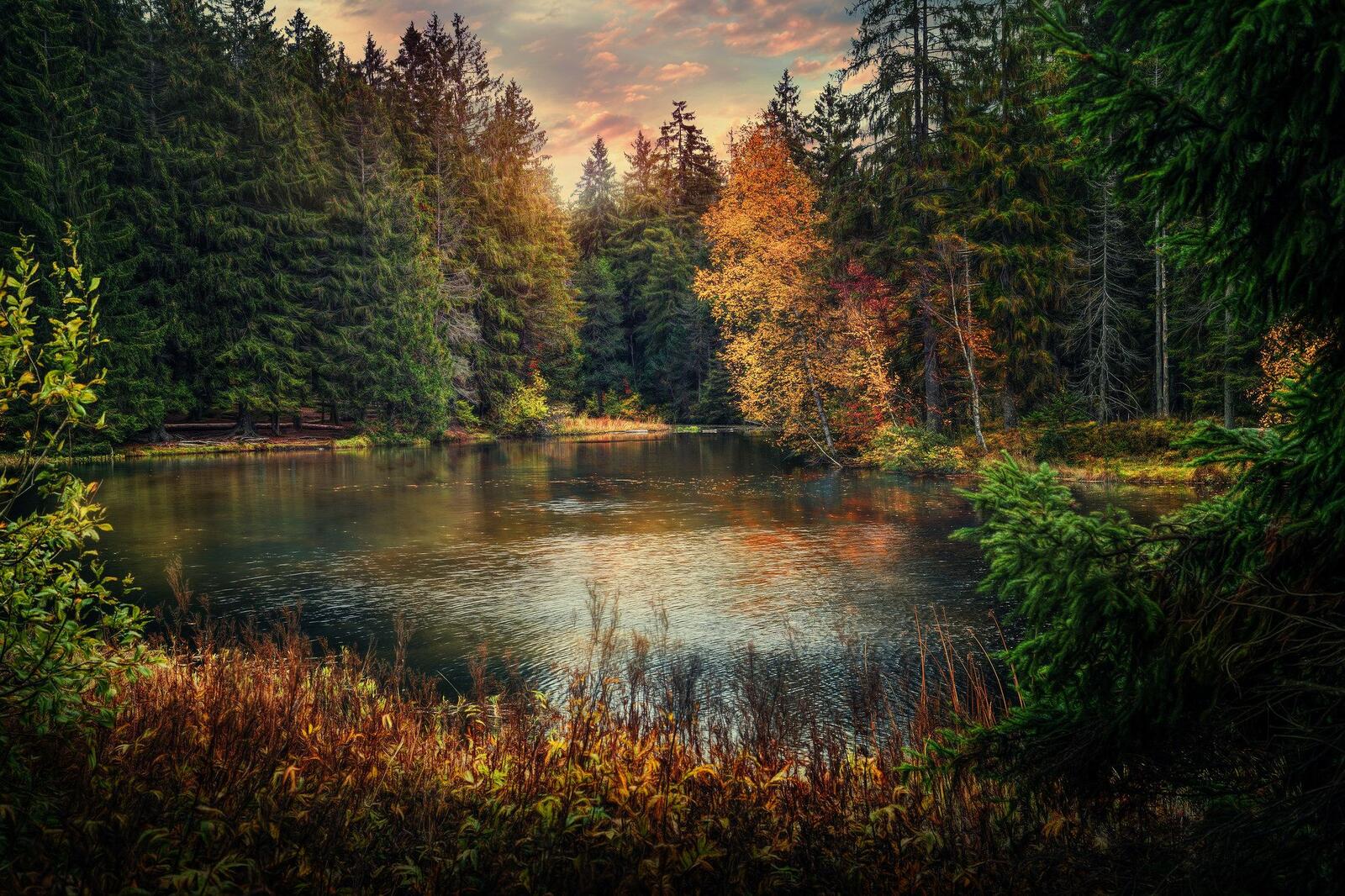 Wallpapers coniferous forest lake in the forest lake on the desktop