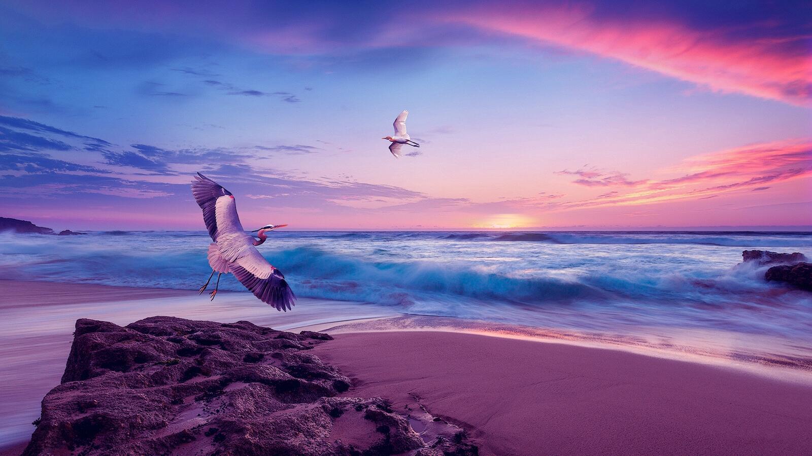 Wallpapers sunset sea egrets on the desktop