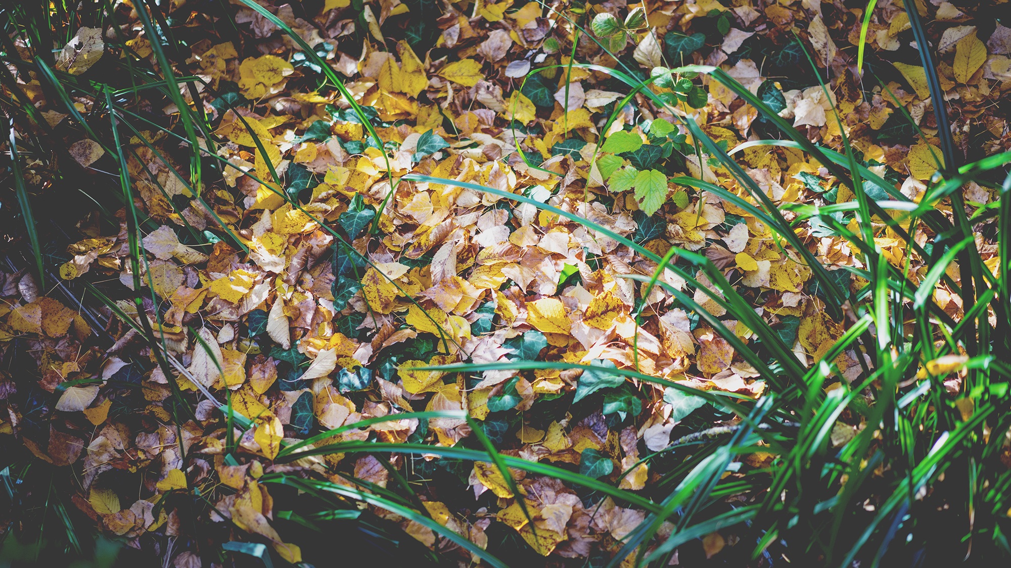 Обои желтые листья зеленая трава осень на рабочий стол