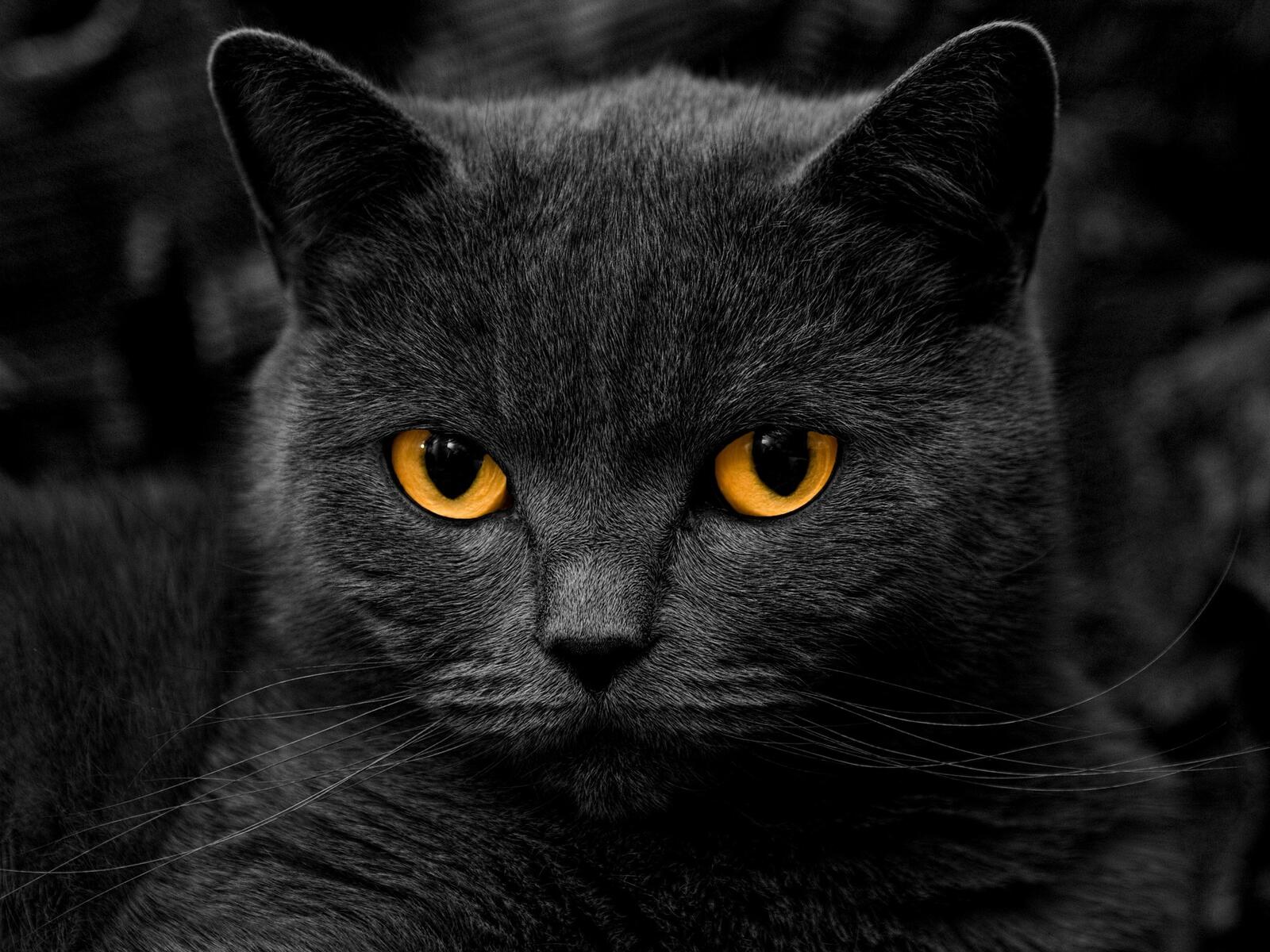 Free photo Portrait of a dark gray cat