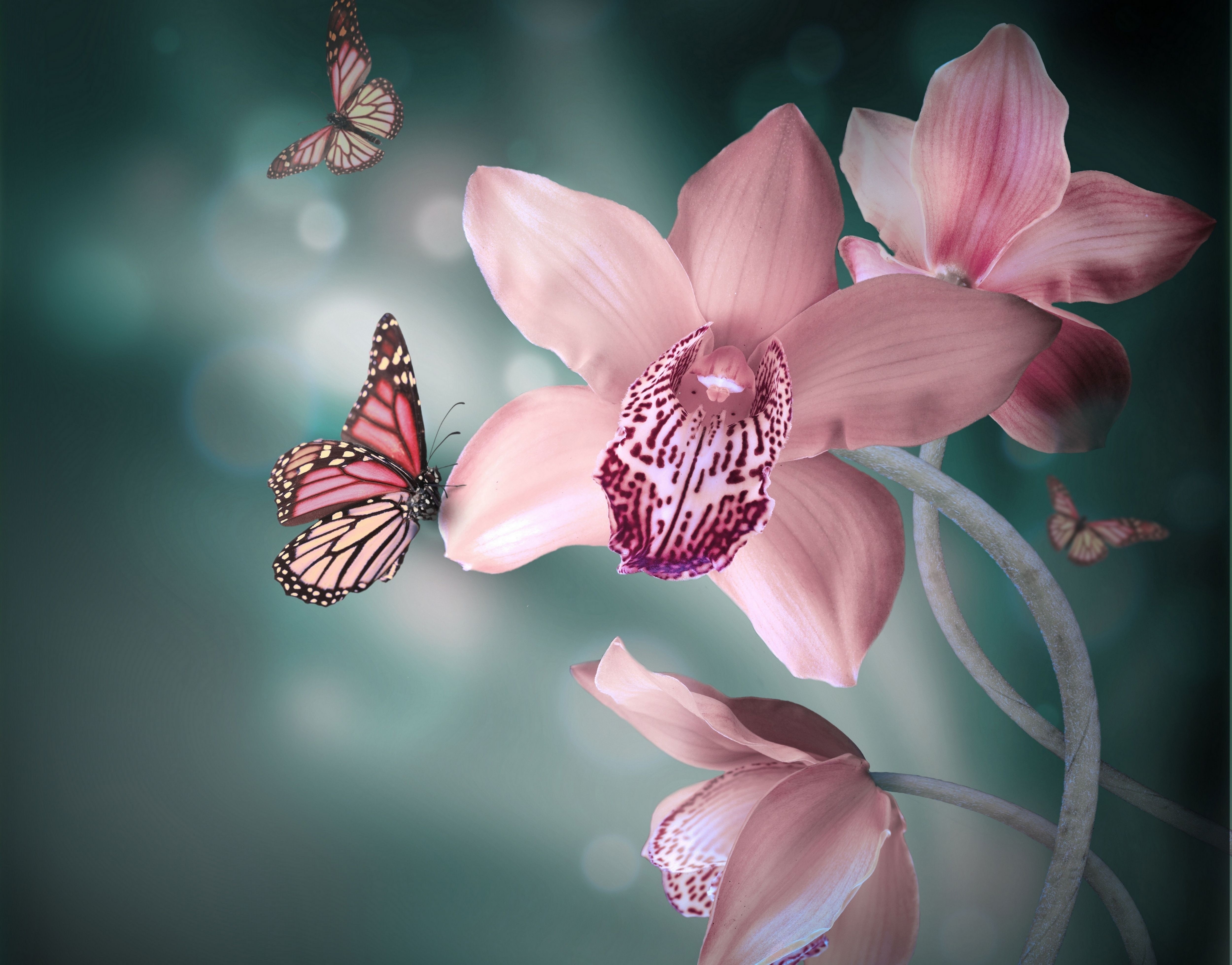 Розовые бабочки на розовых цветочках