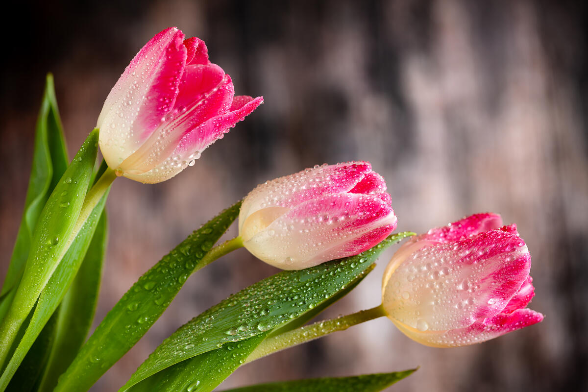 Tulips in drops of water