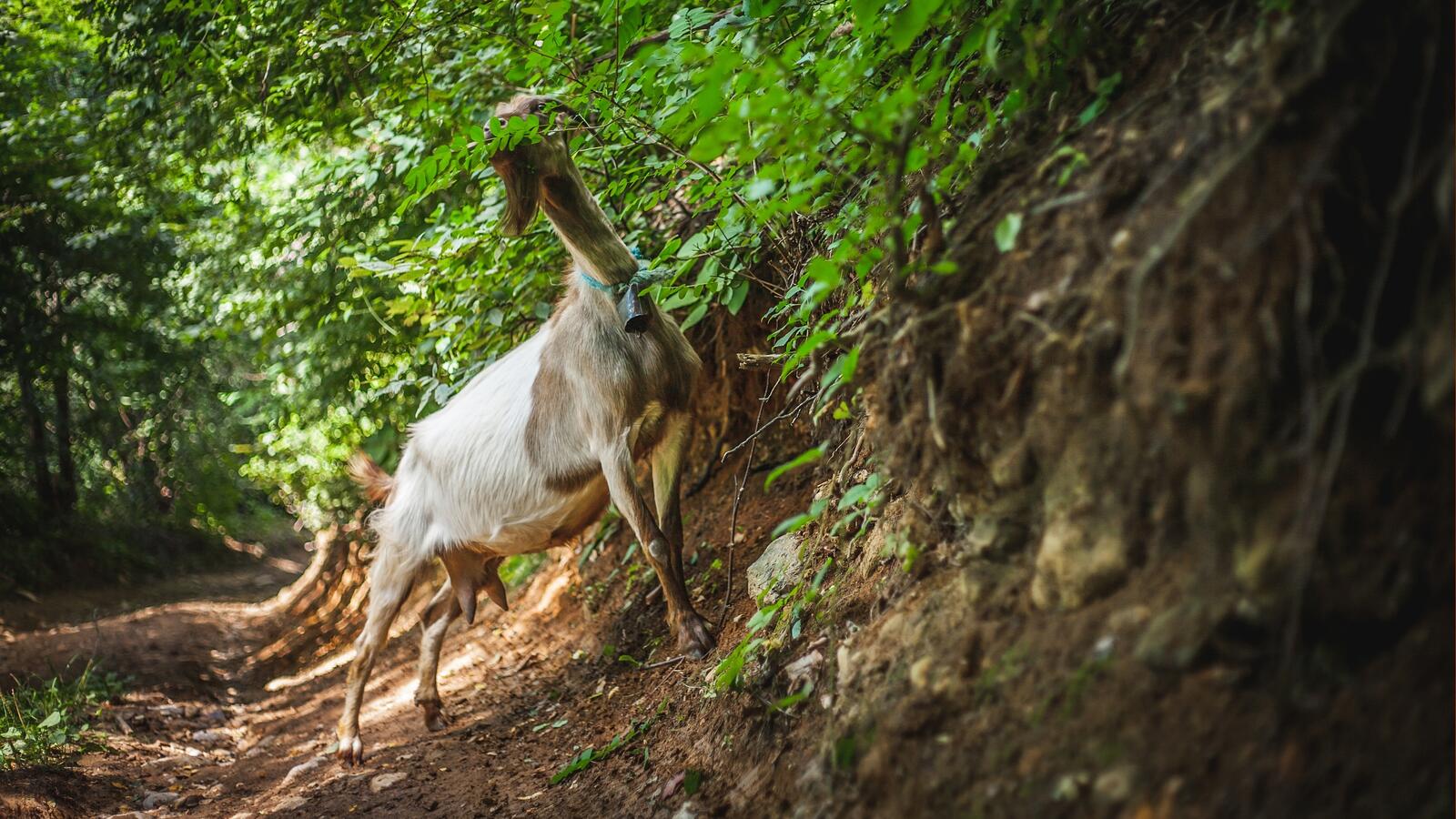 Wallpapers goat eating forest on the desktop
