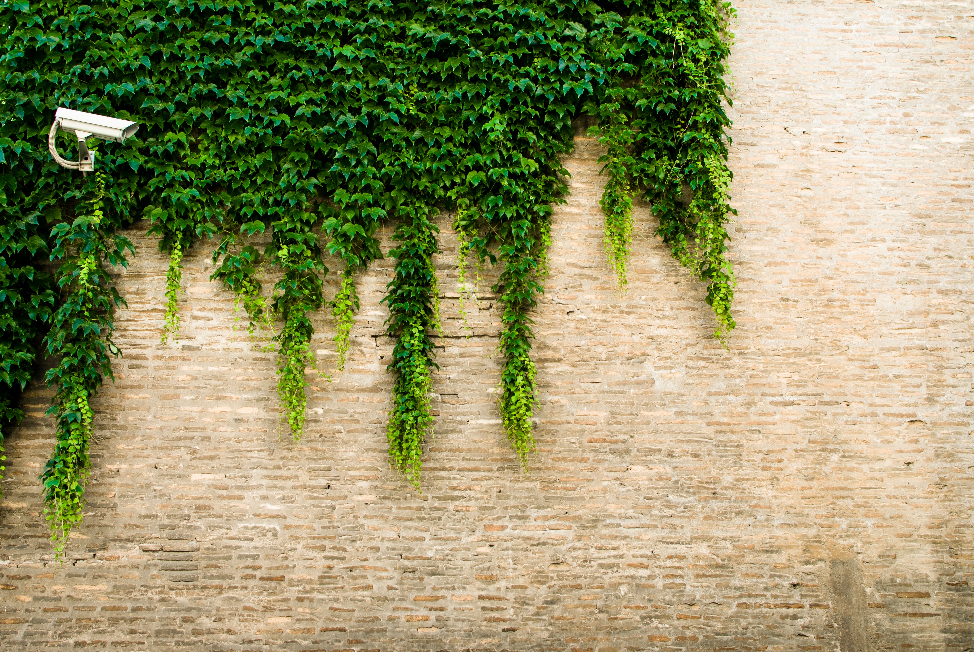 Бесплатное фото Зеленые листья растут на каменной стене