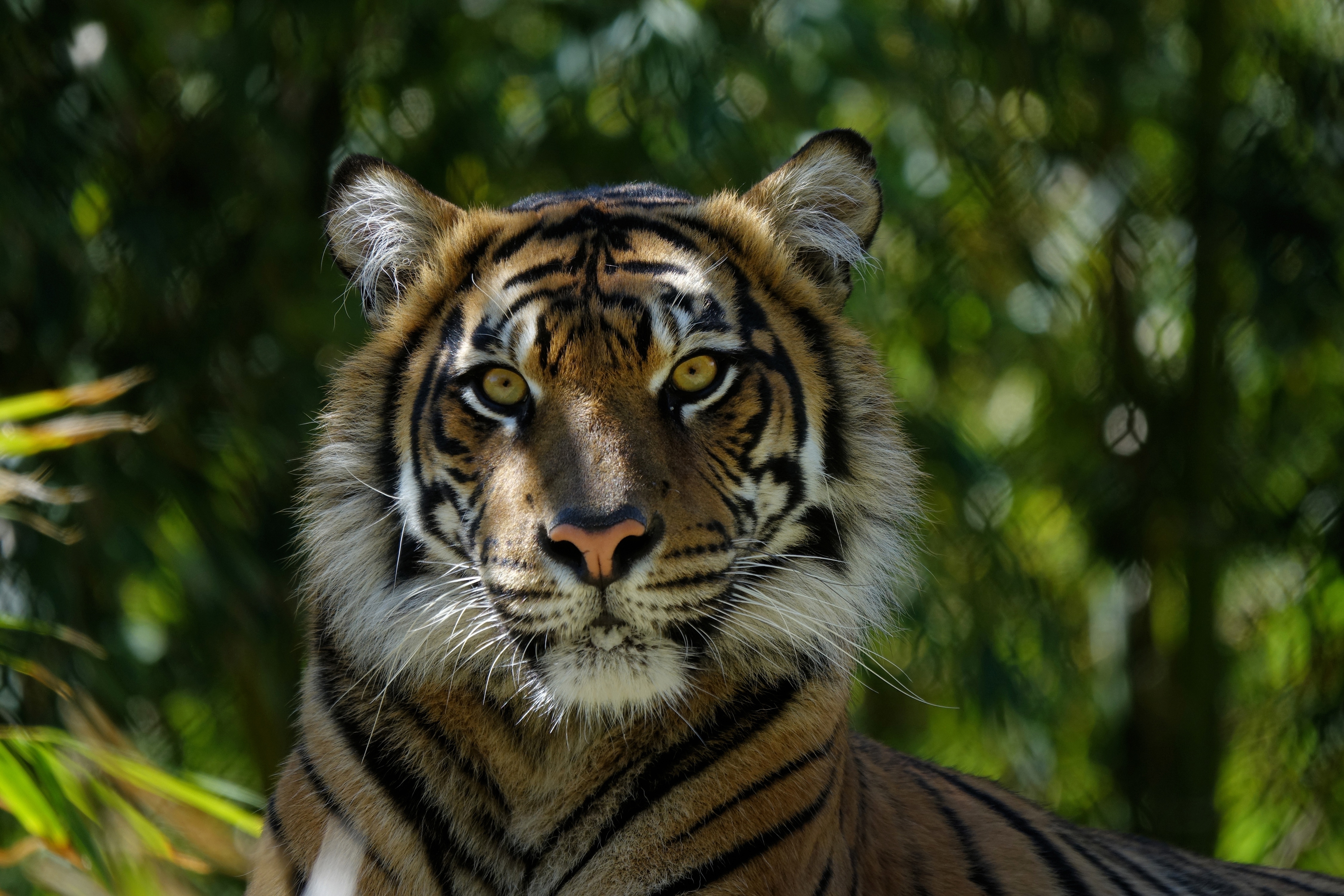 Фото бесплатно обои тигр, просмотреть, дикая природа