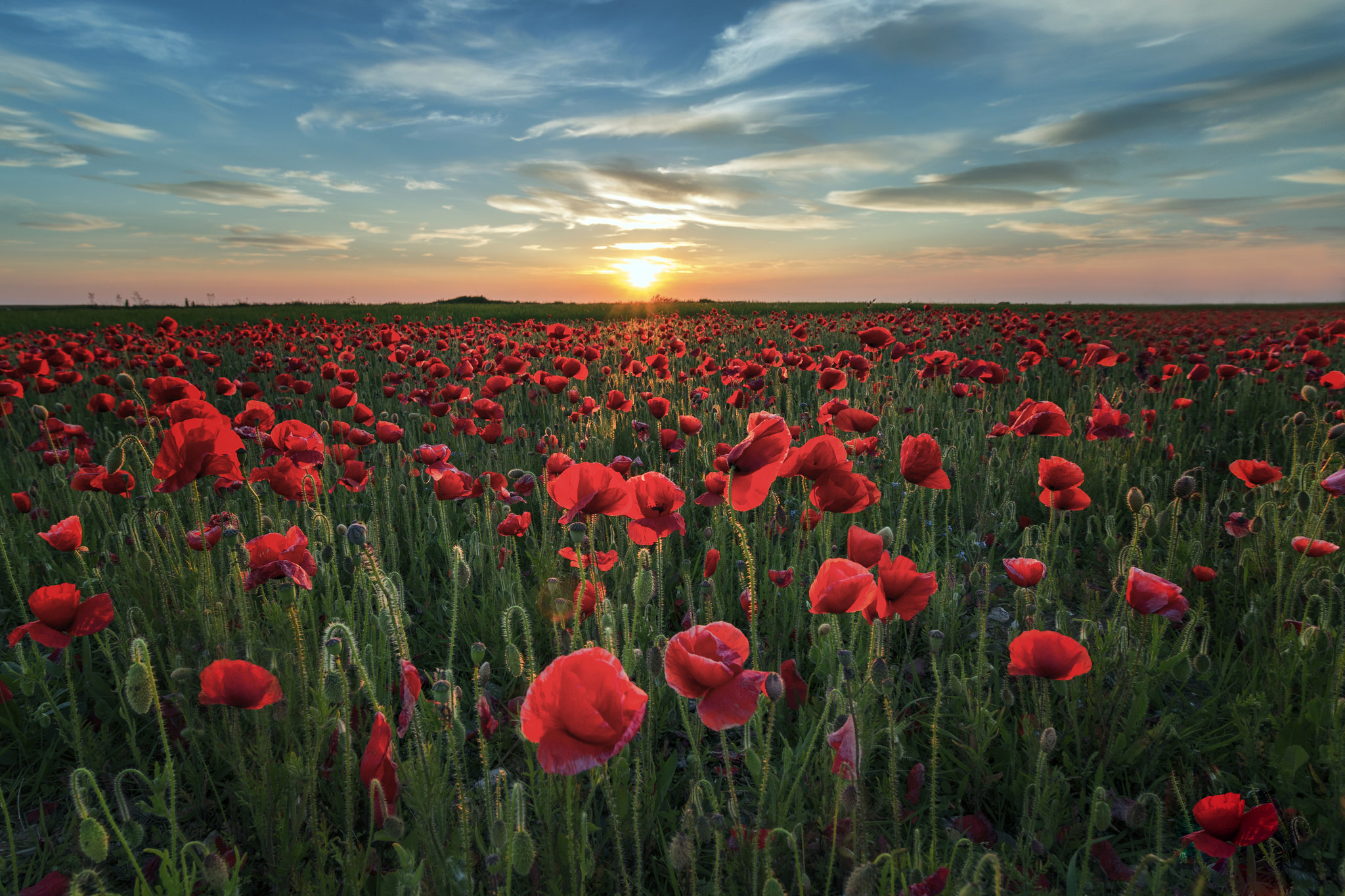 Wallpapers poppies flowers sunset on the desktop