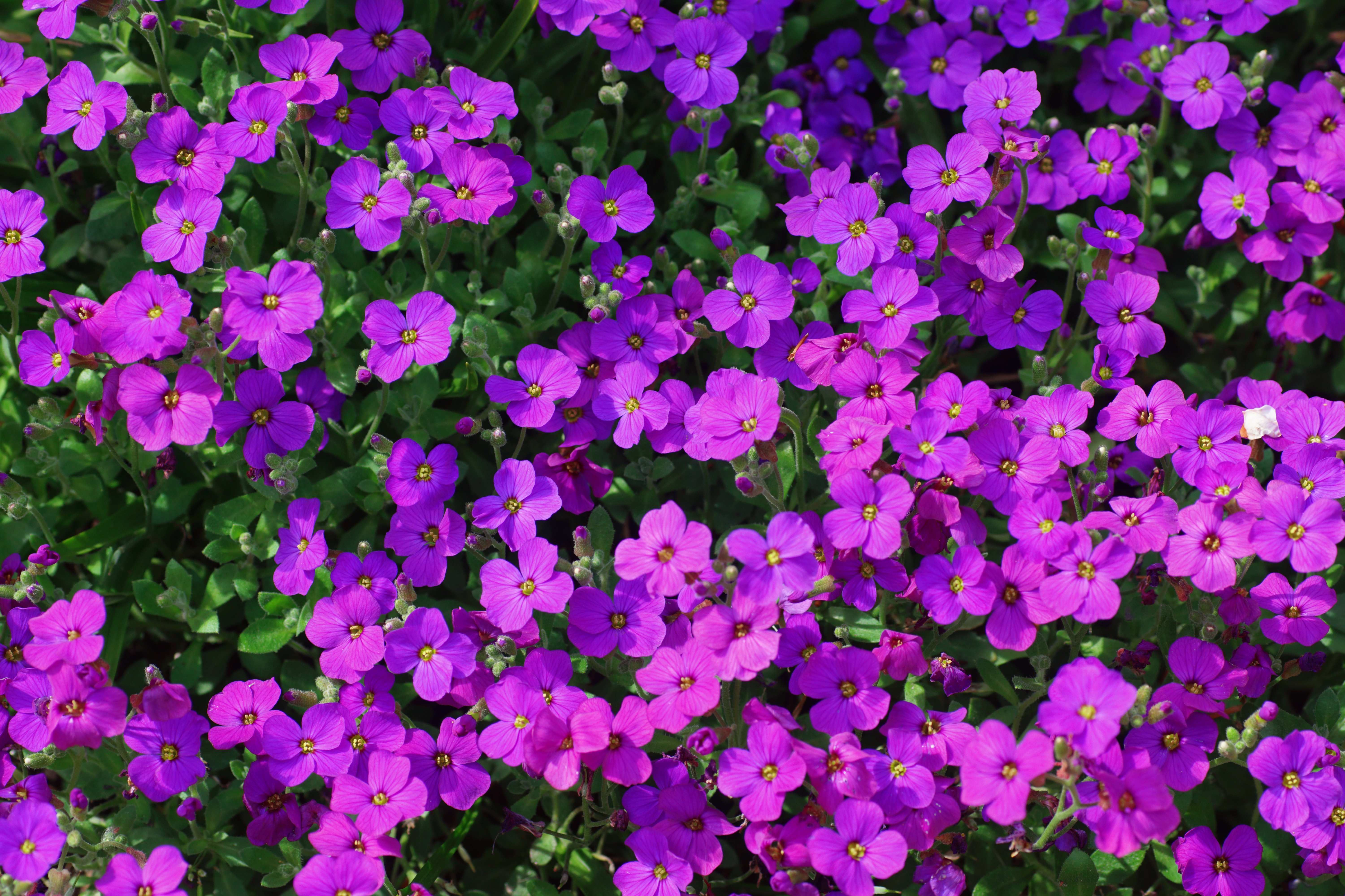 Wallpapers flowers violet many on the desktop