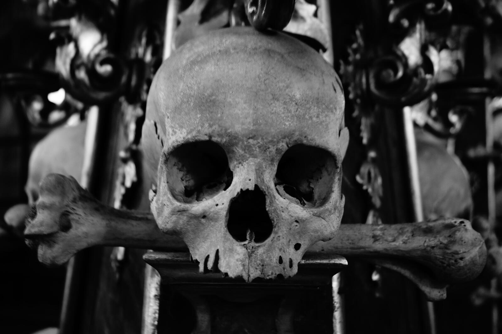 Wallpapers skull ossuary monochrome on the desktop