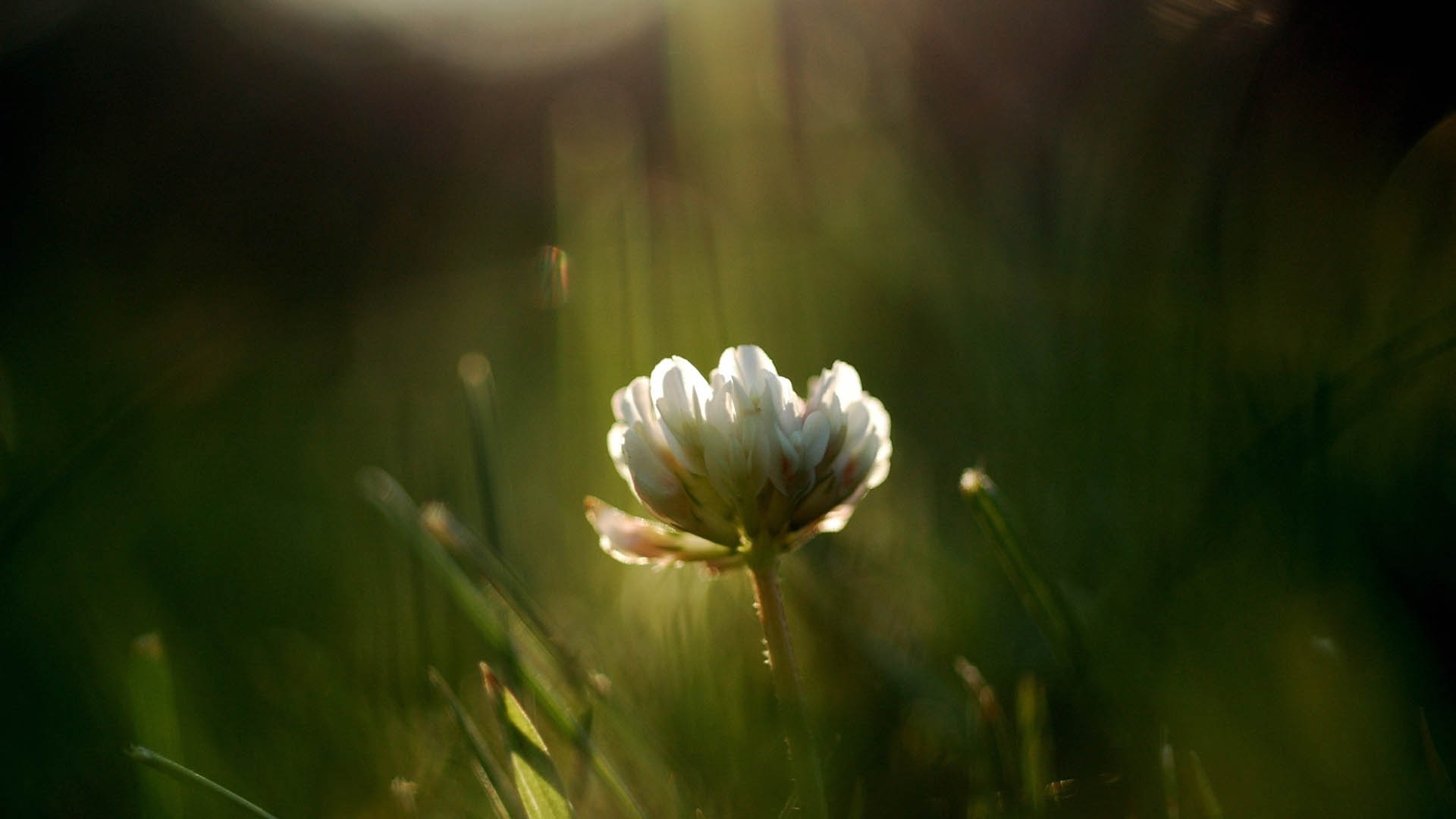 Фото бесплатно солнечный свет, природа, трава