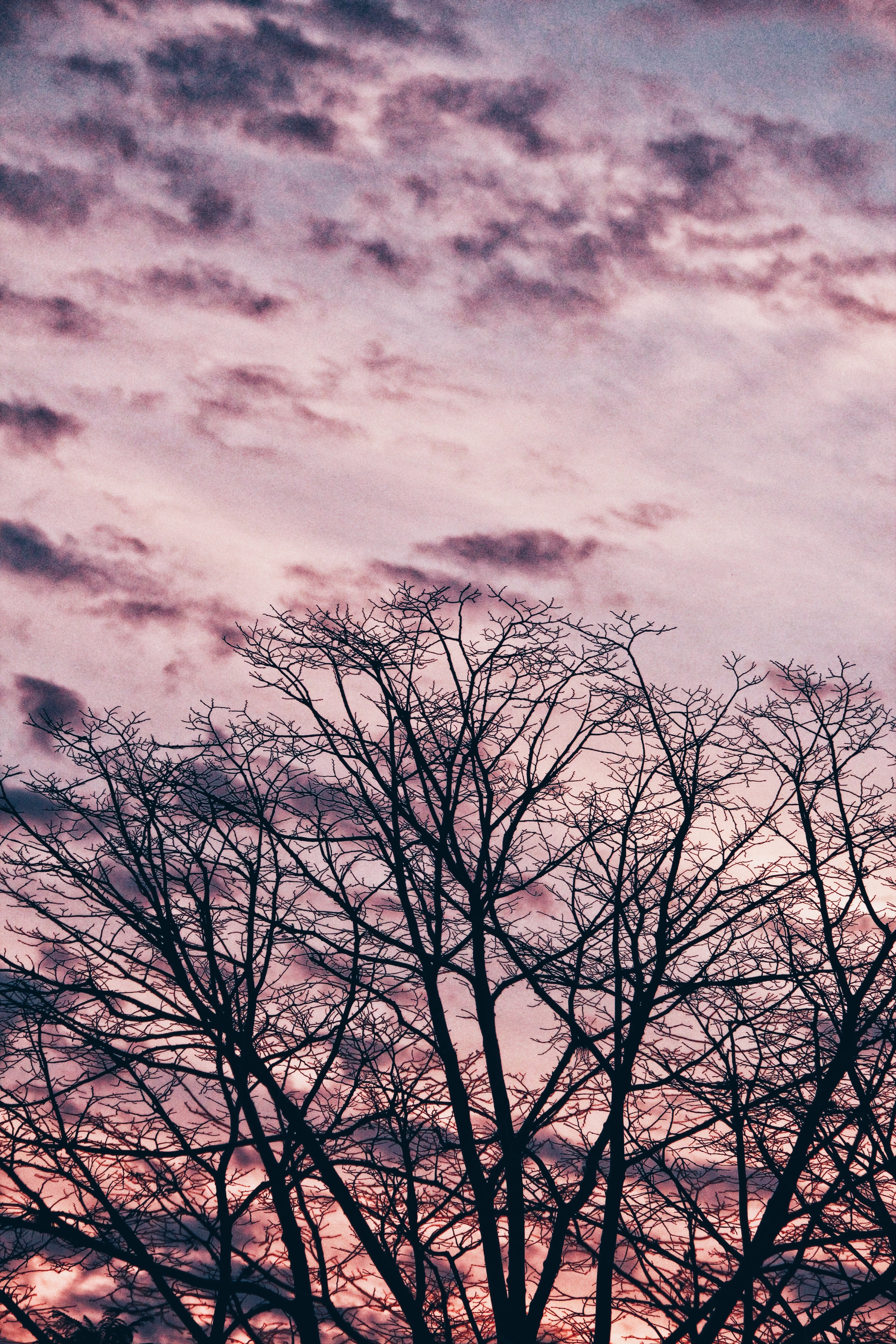 Wallpapers tree branches sky on the desktop
